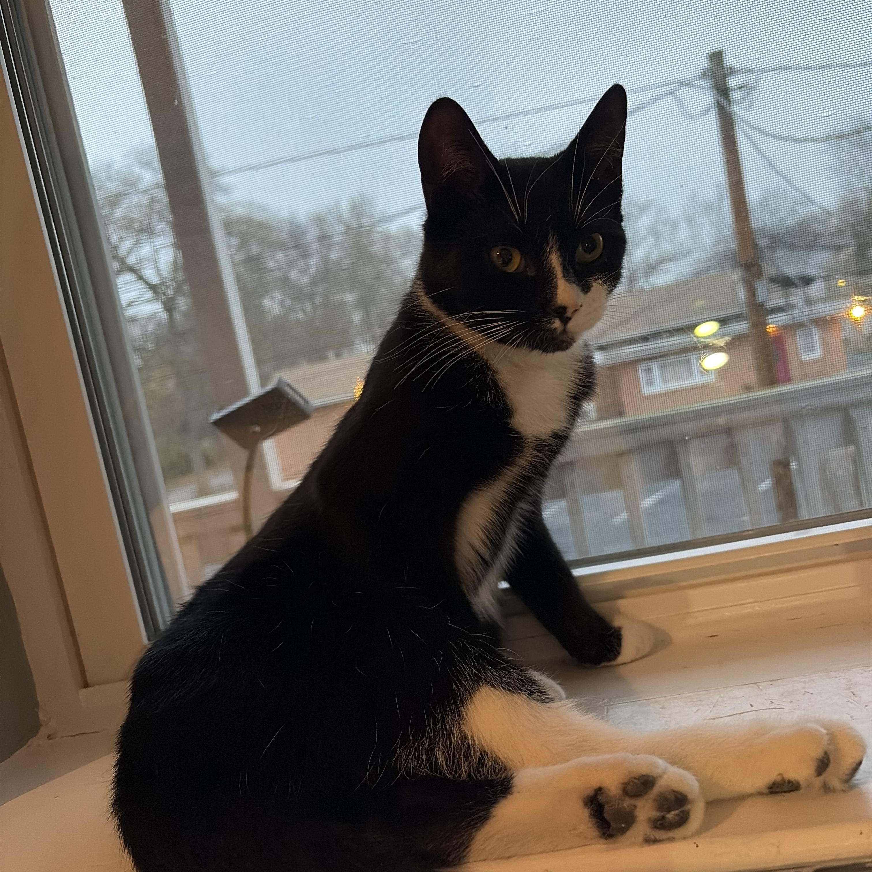 Enlarge Tanner & Tyler, an adopted Domestic Short Hair in Lemoyne, PA image 6/6