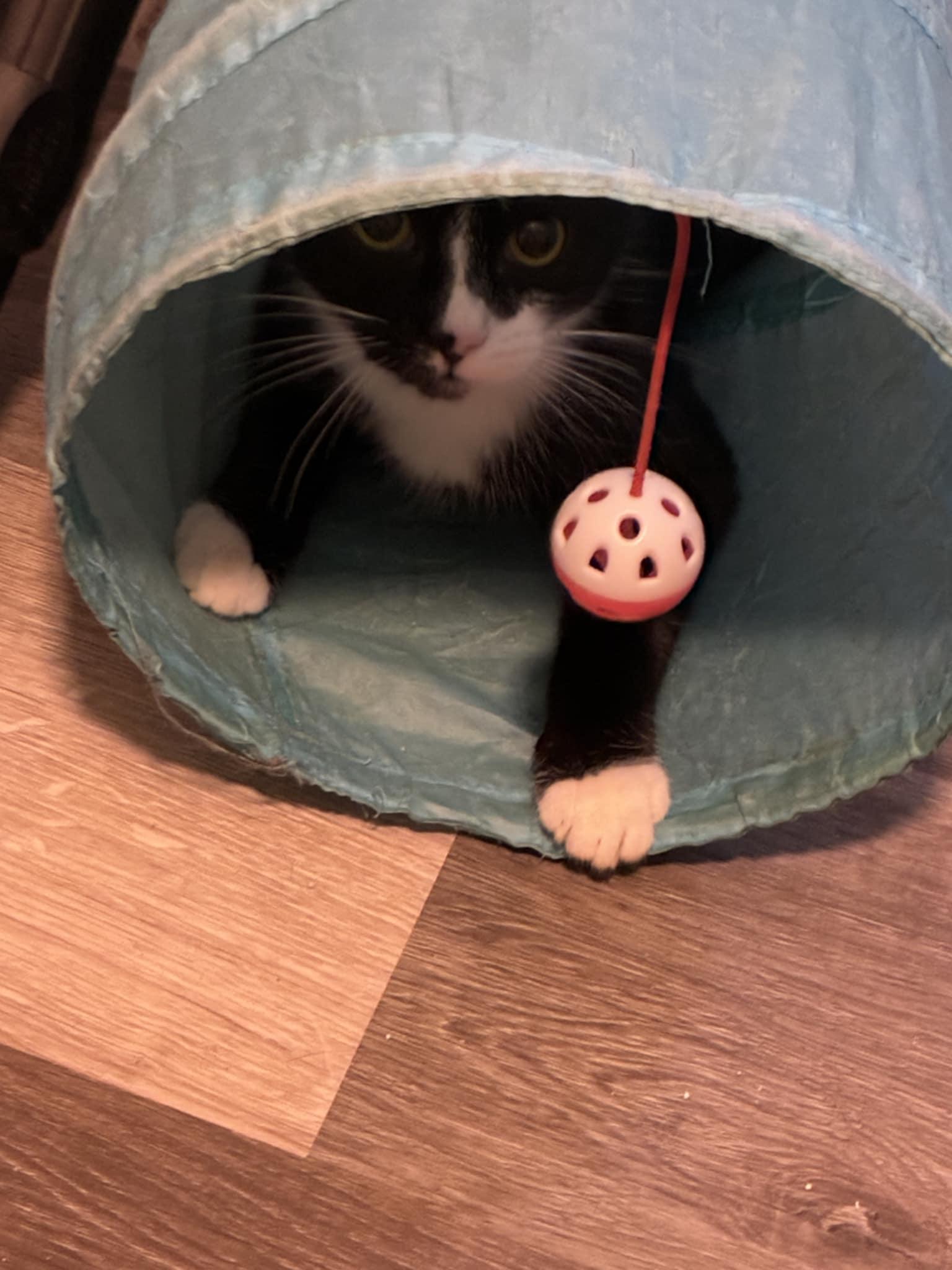 Enlarge Tanner & Tyler, an adopted Domestic Short Hair in Lemoyne, PA image 3/6