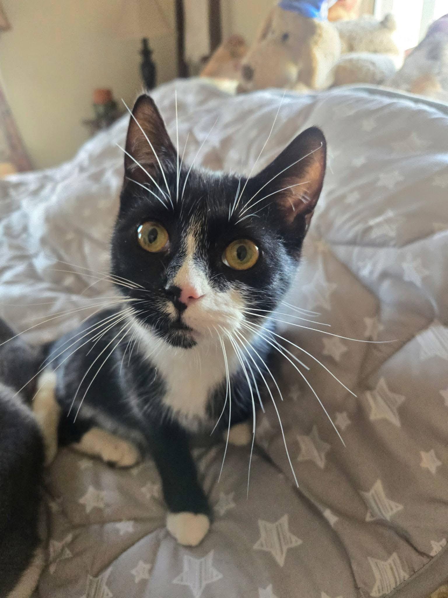 Enlarge Tanner & Tyler, an adopted Domestic Short Hair in Lemoyne, PA image 5/6