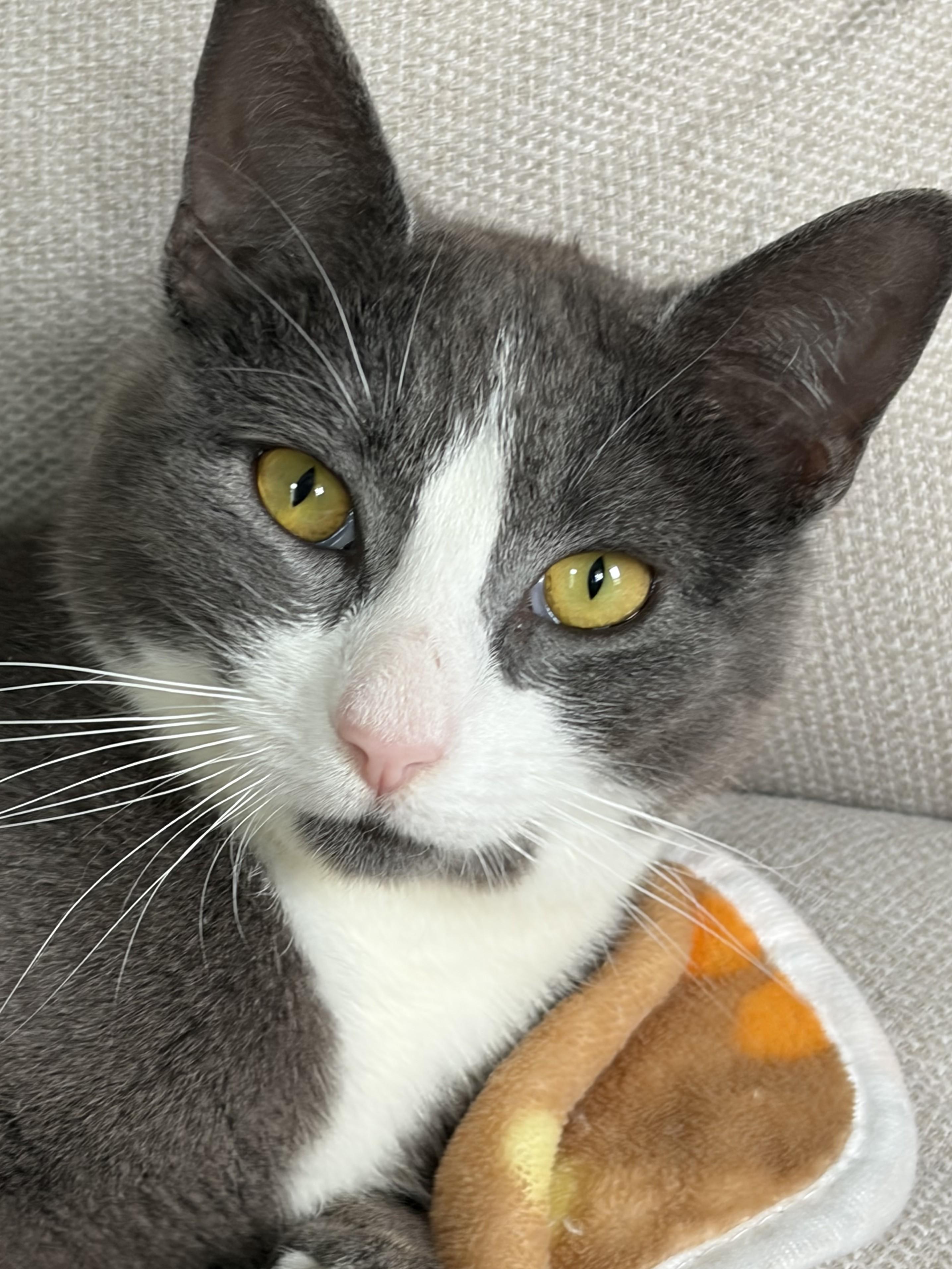 Enlarge Tanner & Tyler, an adopted Domestic Short Hair in Lemoyne, PA image 2/6