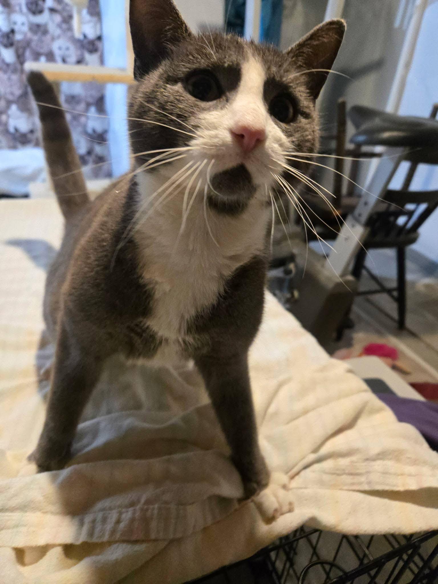 Enlarge Tanner & Tyler, an adopted Domestic Short Hair in Lemoyne, PA image 4/6
