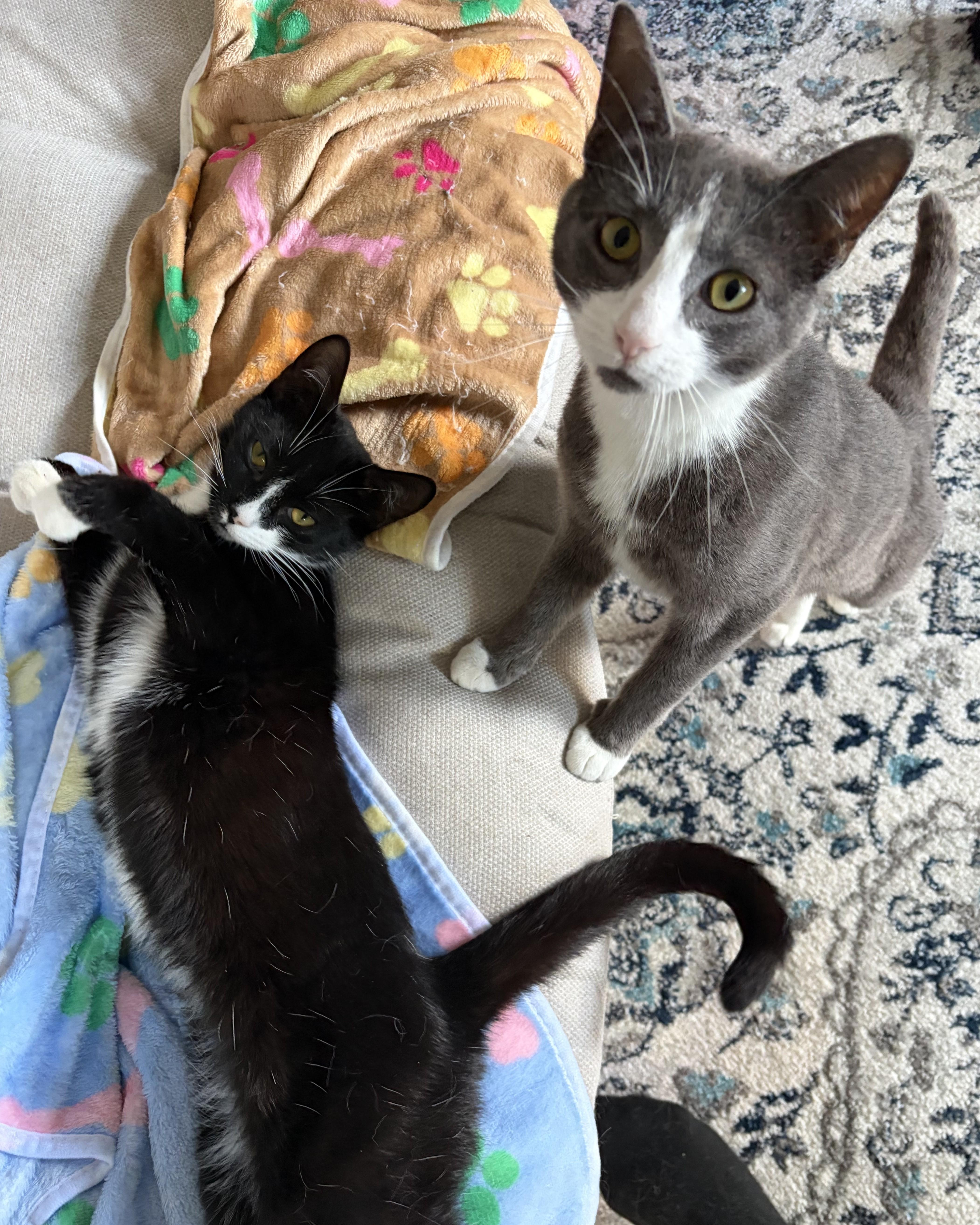 Tanner & Tyler, adopted, Kitten Male Domestic Short Hair.