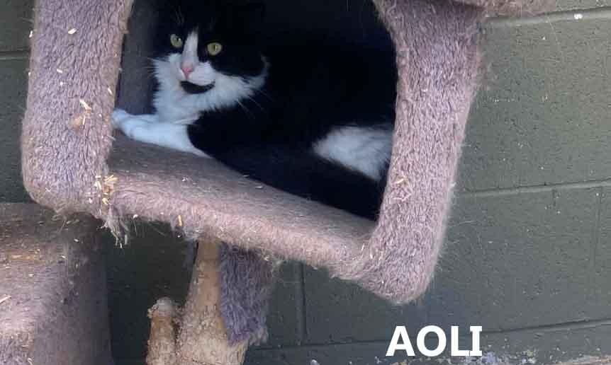 Enlarge Aoli, a ADOPTABLE Domestic Long Hair in Washington, GA image 2/4