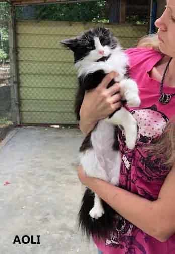 Enlarge Aoli, a ADOPTABLE Domestic Long Hair in Washington, GA image 1/2