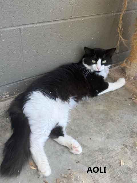 Aoli, ADOPTABLE, Young Female Domestic Long Hair.