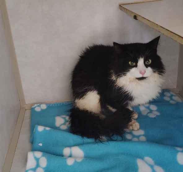 Enlarge Aoli, a ADOPTABLE Domestic Long Hair in Washington, GA image 2/2