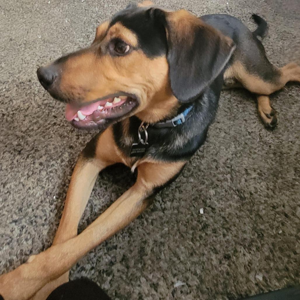 Enlarge Frost, a Adoptable mixed breed in Springboro, OH image 1/5