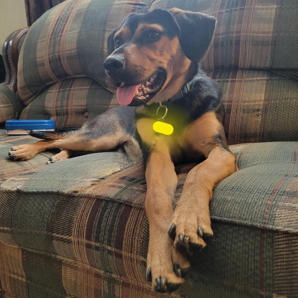 Enlarge Frost, a Adoptable mixed breed in Springboro, OH image 3/5