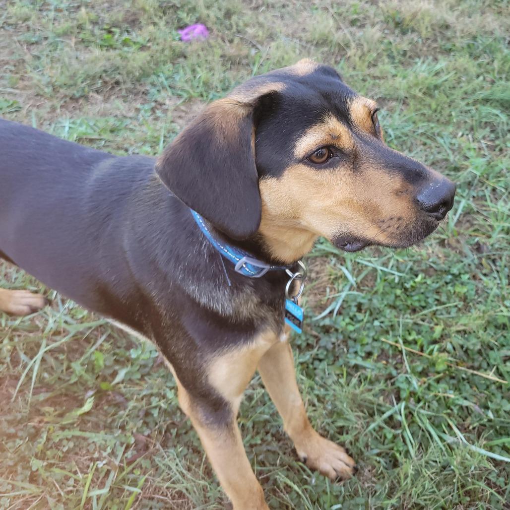 Enlarge Frost, a Adoptable mixed breed in Springboro, OH image 4/5