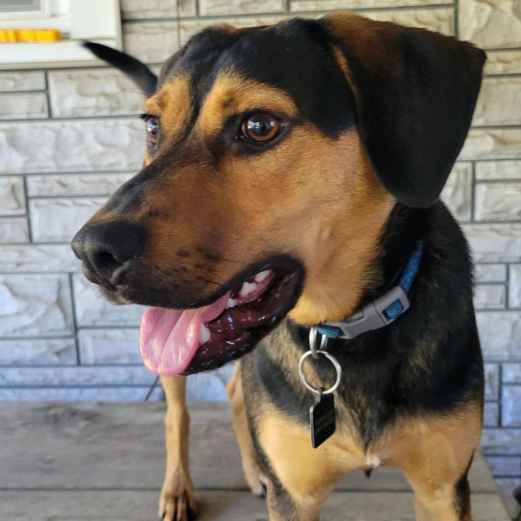 Enlarge Frost, a Adoptable mixed breed in Springboro, OH image 5/5