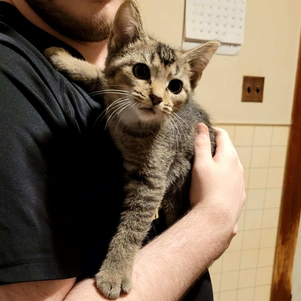 Ace, Adoptable, Young Male Domestic Short Hair.