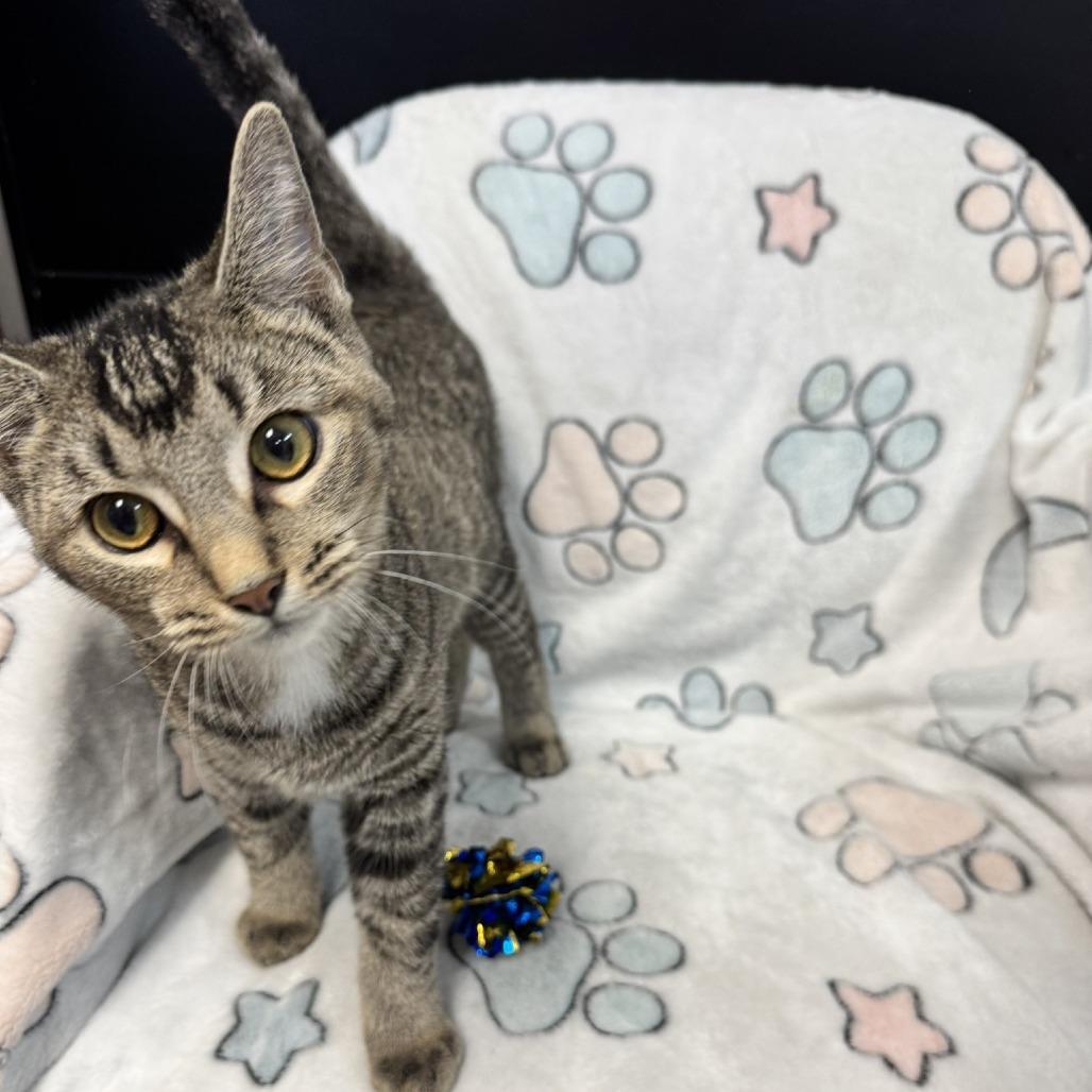 Ace, a Adoptable Domestic Short Hair in Kittanning, PA image 2/3