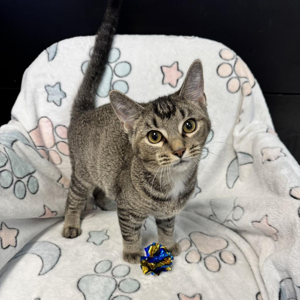 Ace, a Adoptable Domestic Short Hair in Kittanning, PA image 3/3