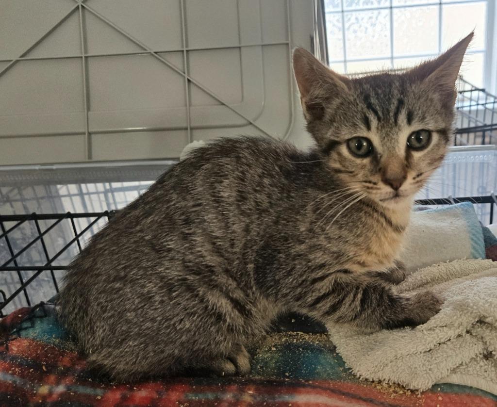 Dive, Adoptable, Kitten Male Domestic Short Hair.