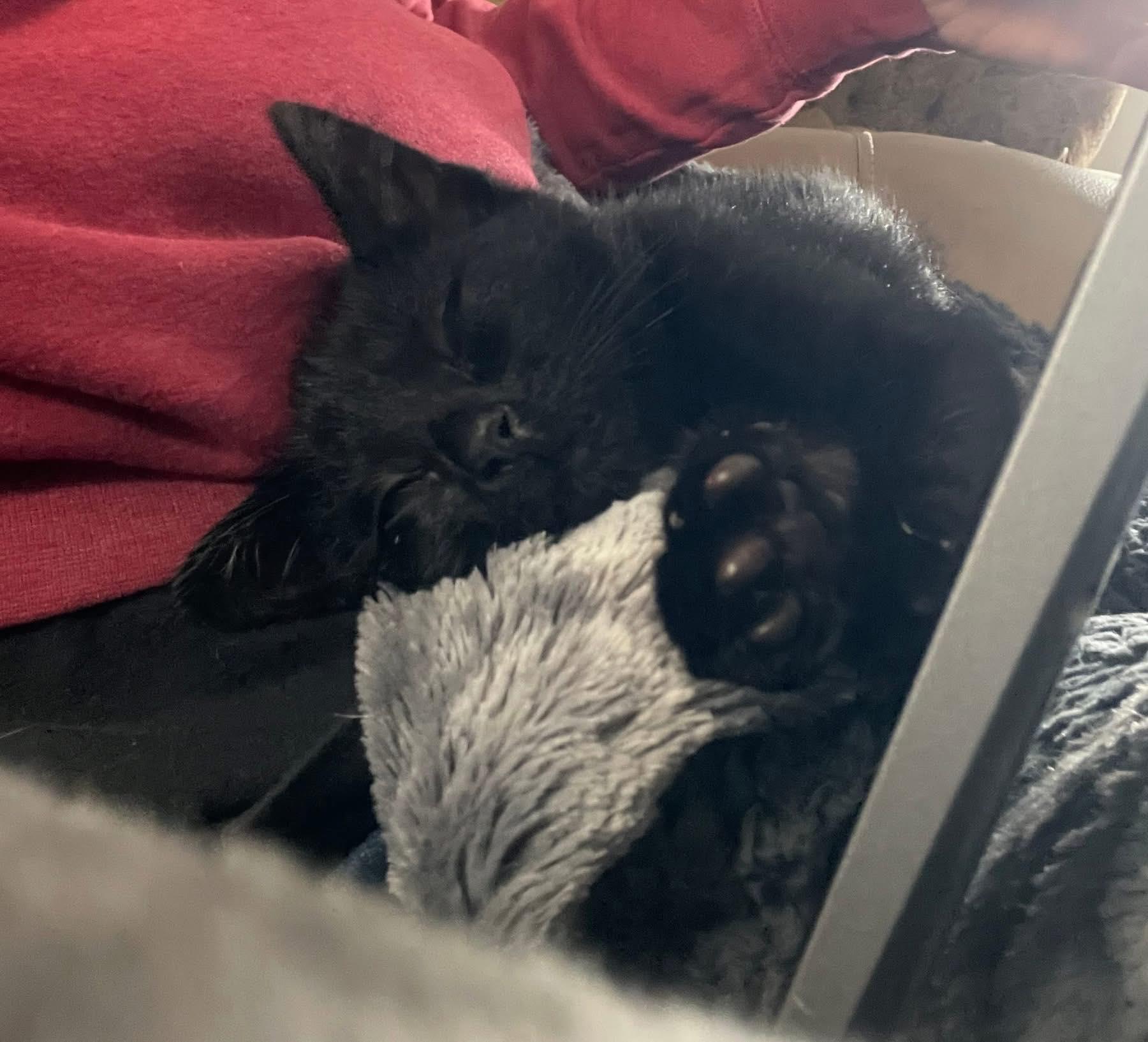 Enlarge Krunk - playful and affectionate, a Adoptable Domestic Short Hair in Racine, WI image 3/6