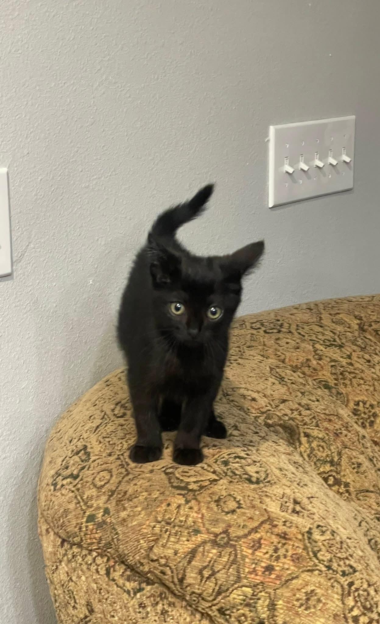 Enlarge Krunk - playful and affectionate, a Adoptable Domestic Short Hair in Racine, WI image 6/6