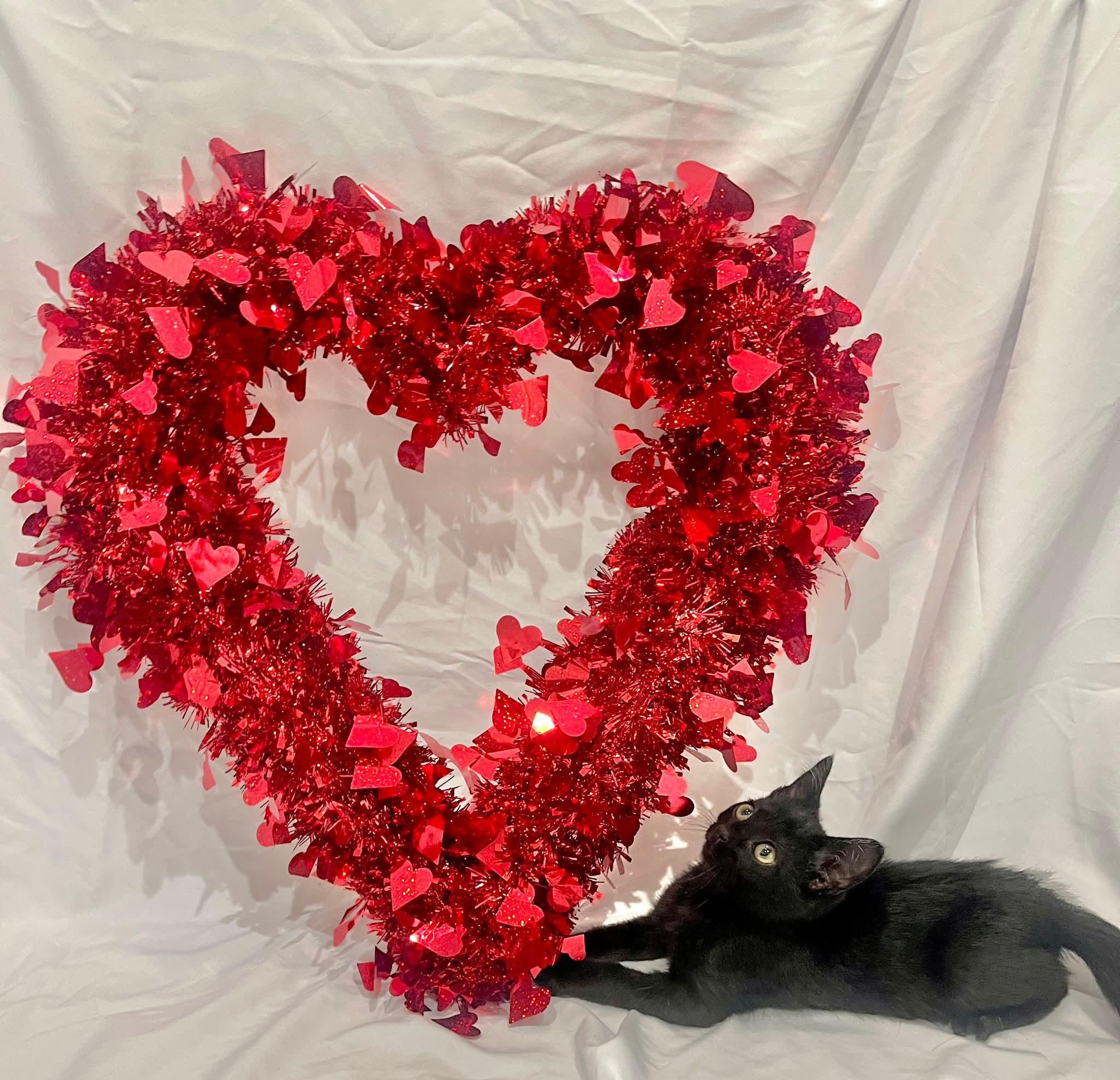 Enlarge Krunk - playful and affectionate, a Adoptable Domestic Short Hair in Racine, WI image 2/6