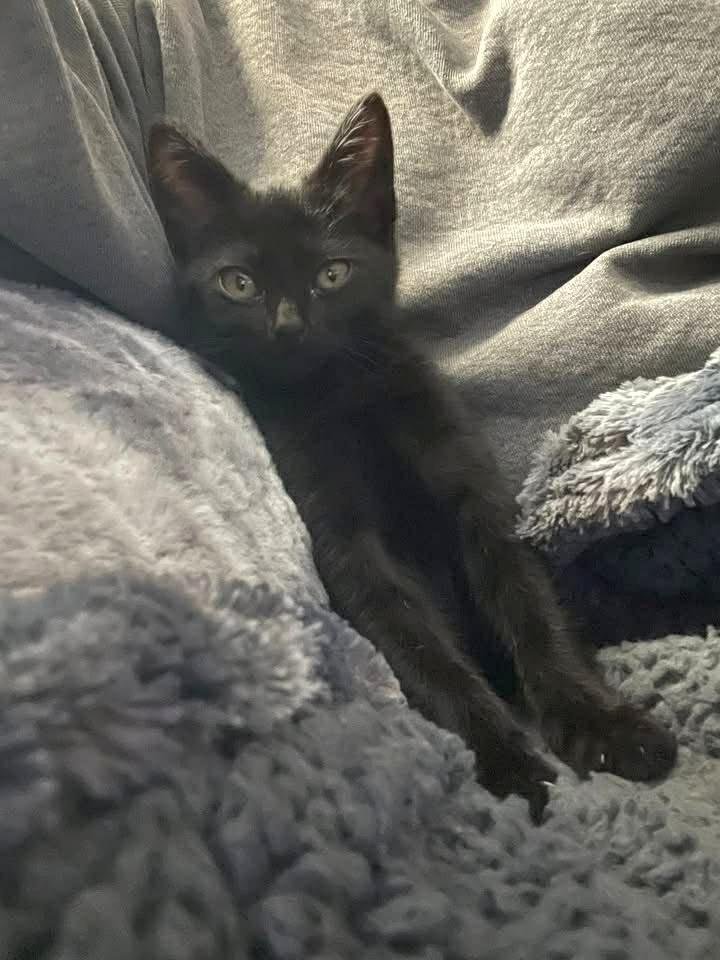 Enlarge Krunk - playful and affectionate, a Adoptable Domestic Short Hair in Racine, WI image 5/6