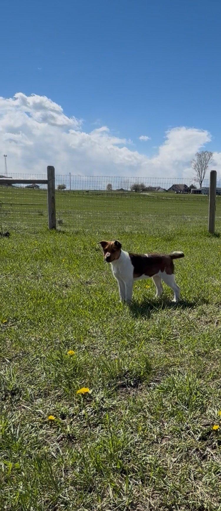 Enlarge Sami, a Adoptable Shepherd in Polson, MT image 1/2