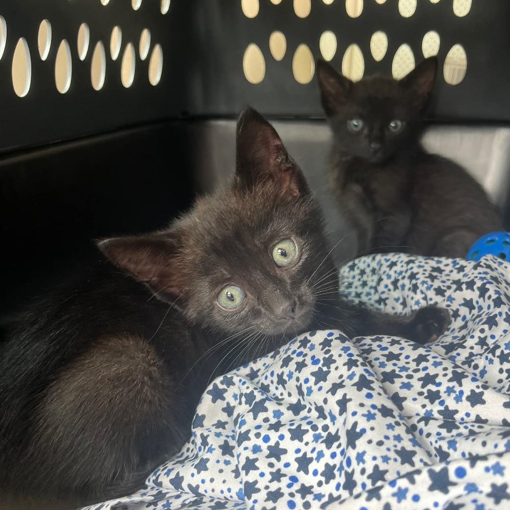 Eclipse, Adoptable, Kitten Male Domestic Medium Hair & Domestic Short Hair.