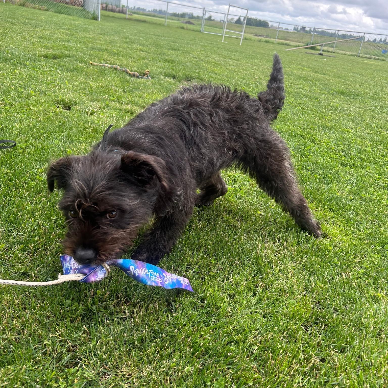 Enlarge Miley, an adopted mixed breed in Bellingham, WA image 3/5