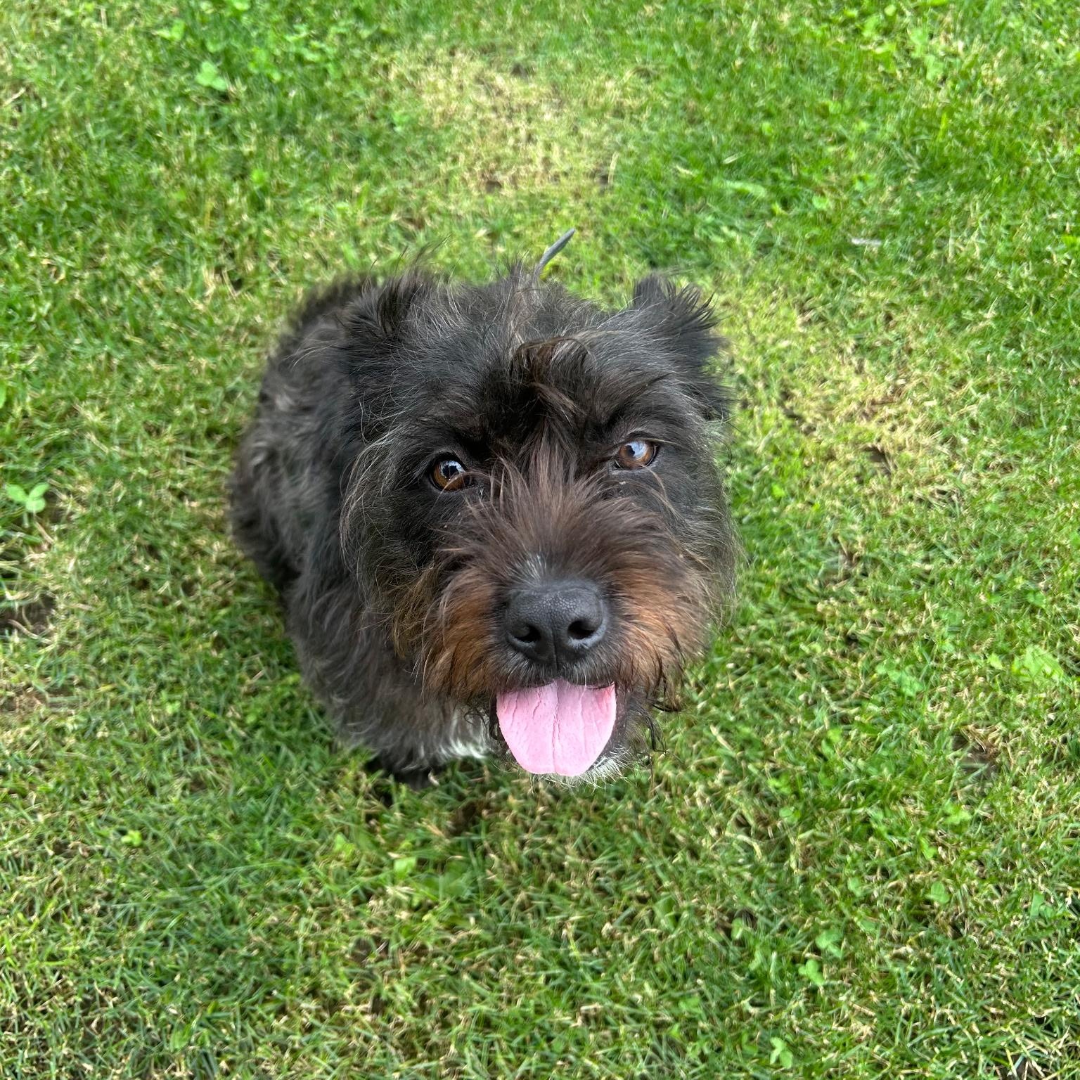 Miley, adopted, Young Female Terrier & Cocker Spaniel.