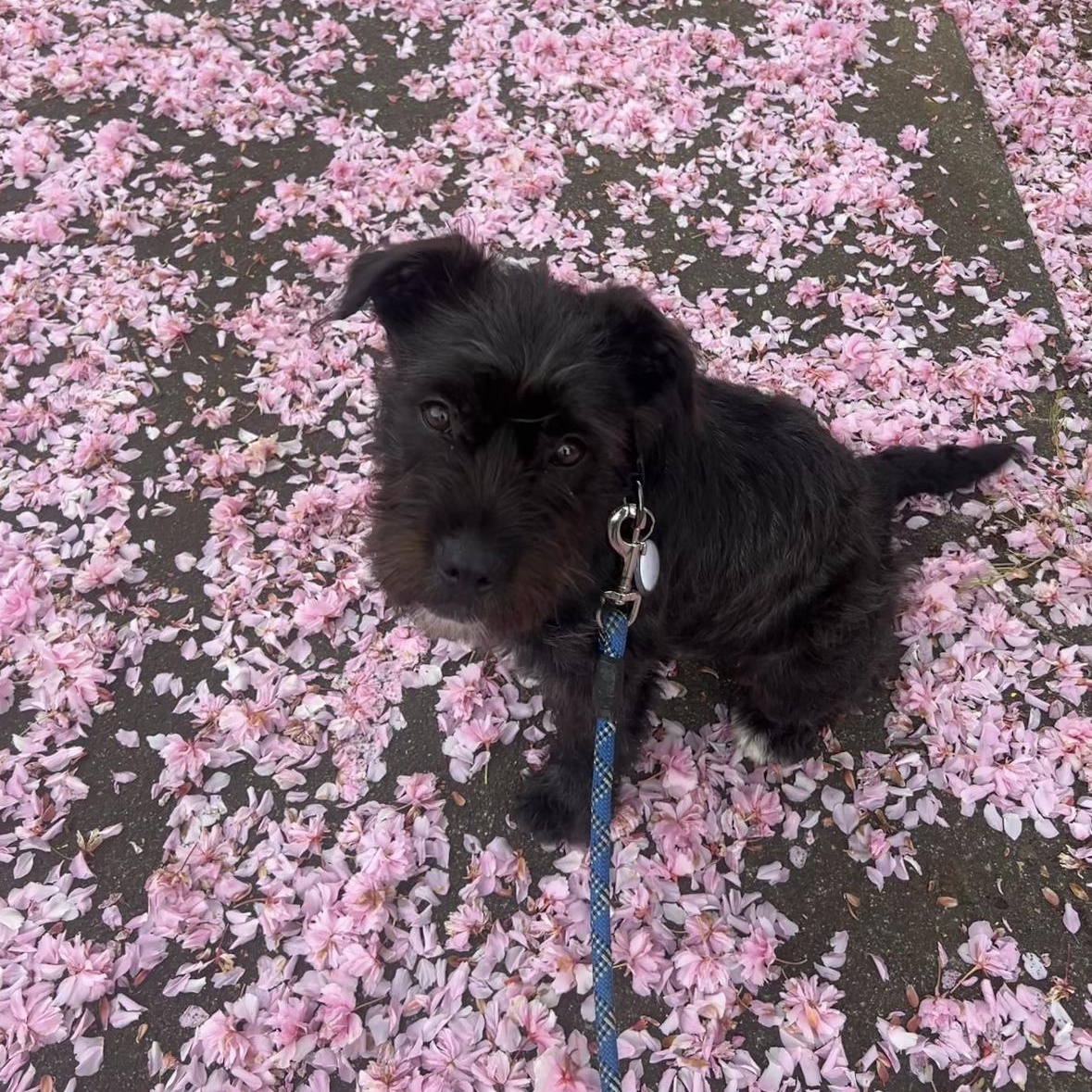 Enlarge Miley, an adopted mixed breed in Bellingham, WA image 5/5