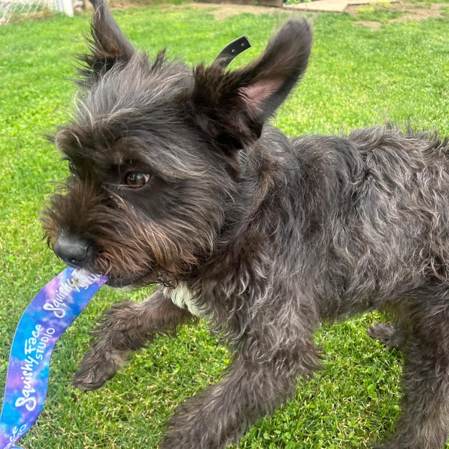 Enlarge Miley, an adopted mixed breed in Bellingham, WA image 2/5