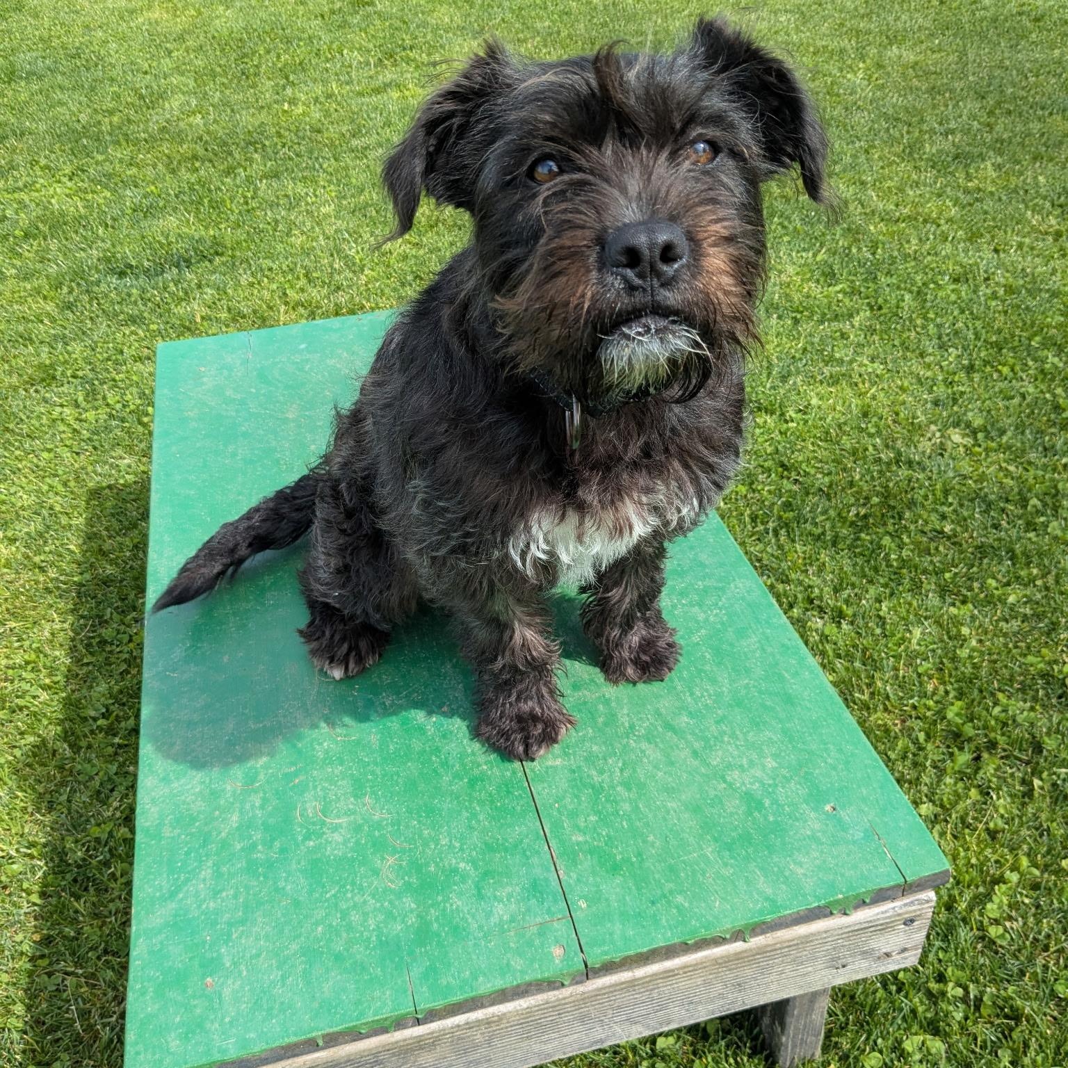 Enlarge Miley, an adopted mixed breed in Bellingham, WA image 4/5