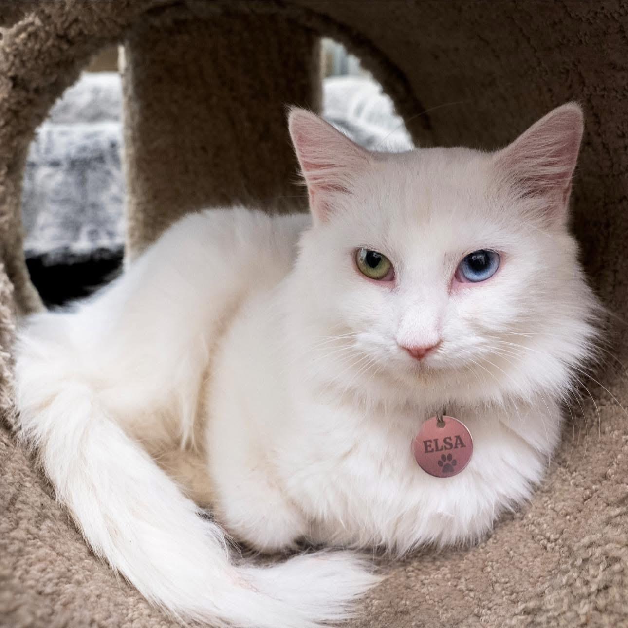 Enlarge ELSA, an adopted Turkish Angora in Dalton, GA image 3/3