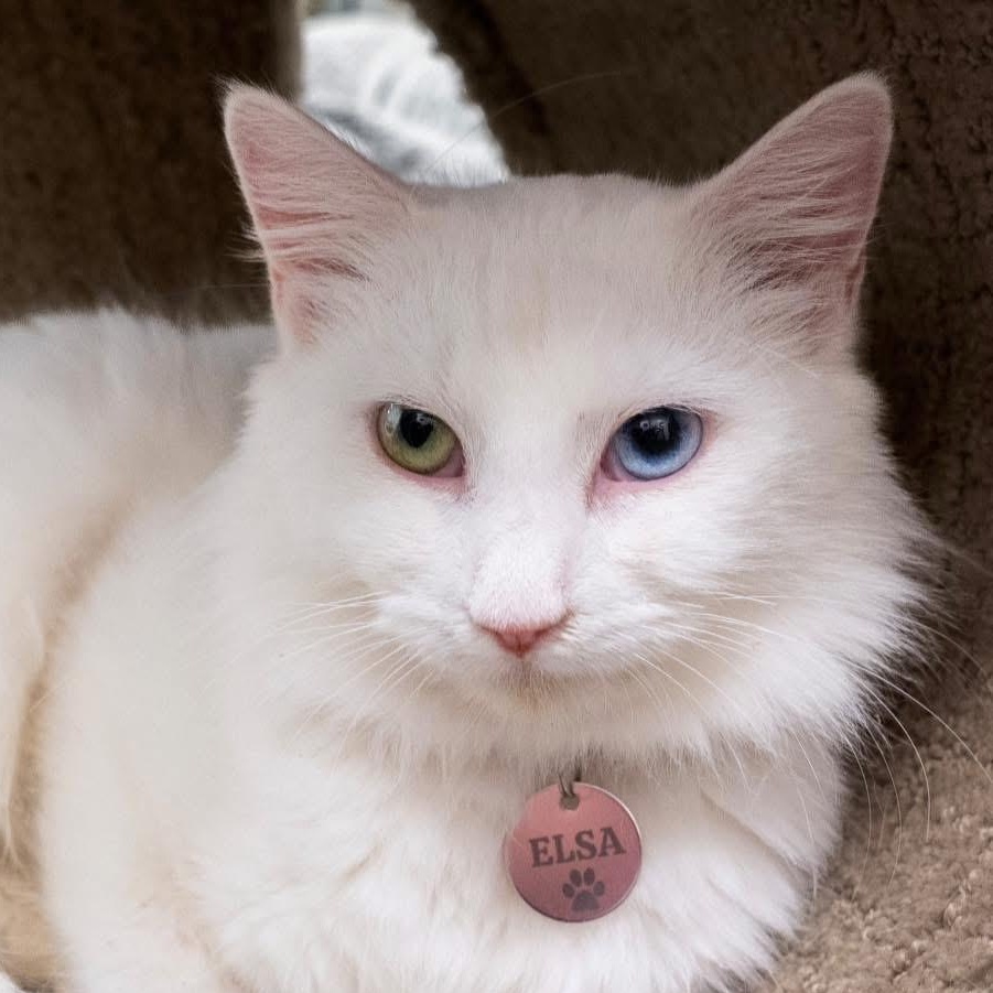 ELSA, adopted, Young Female Turkish Angora.