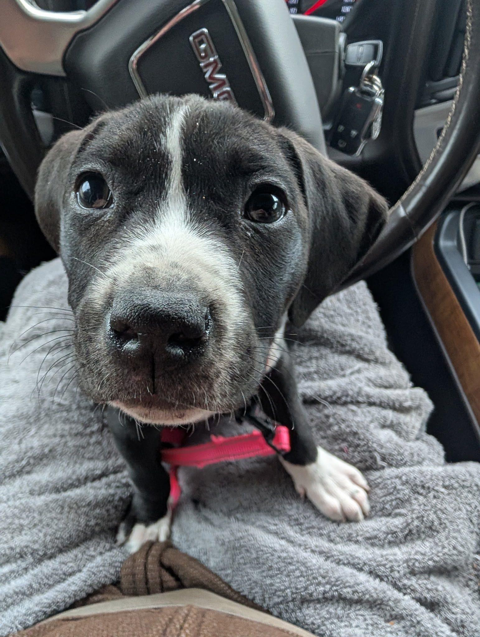 Tippy, Adoptable, Puppy Female Terrier.