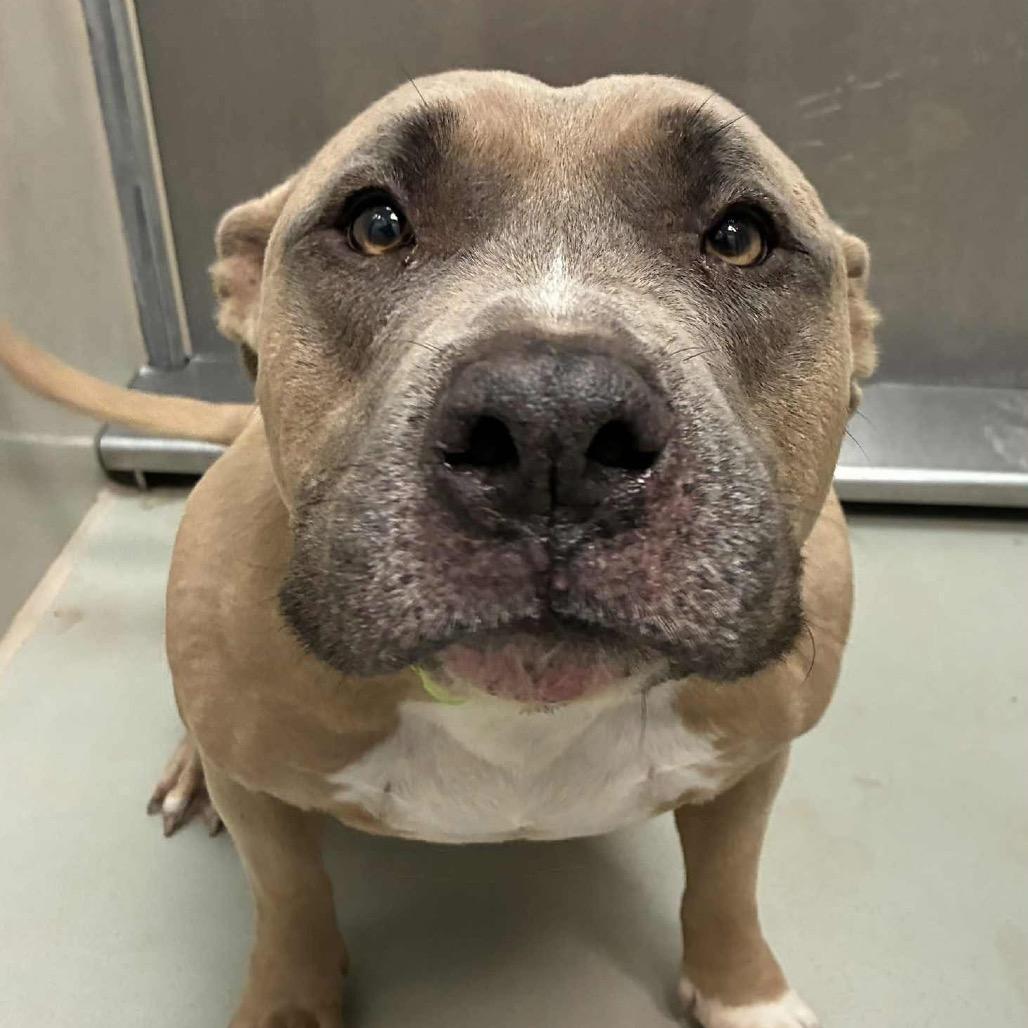 Neville — thumbnail 2