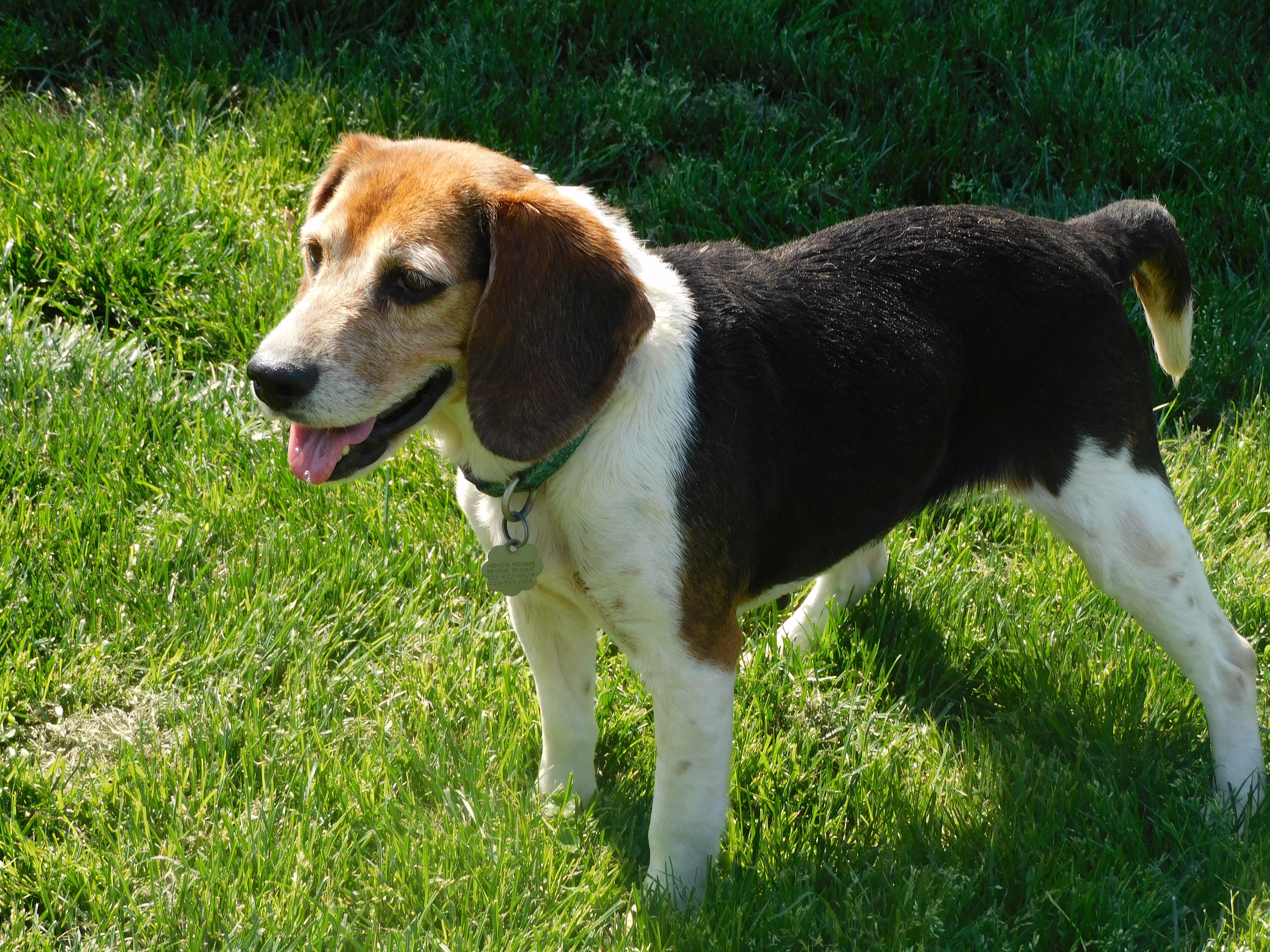 Pepper, Adoptable, Adult Female Beagle.
