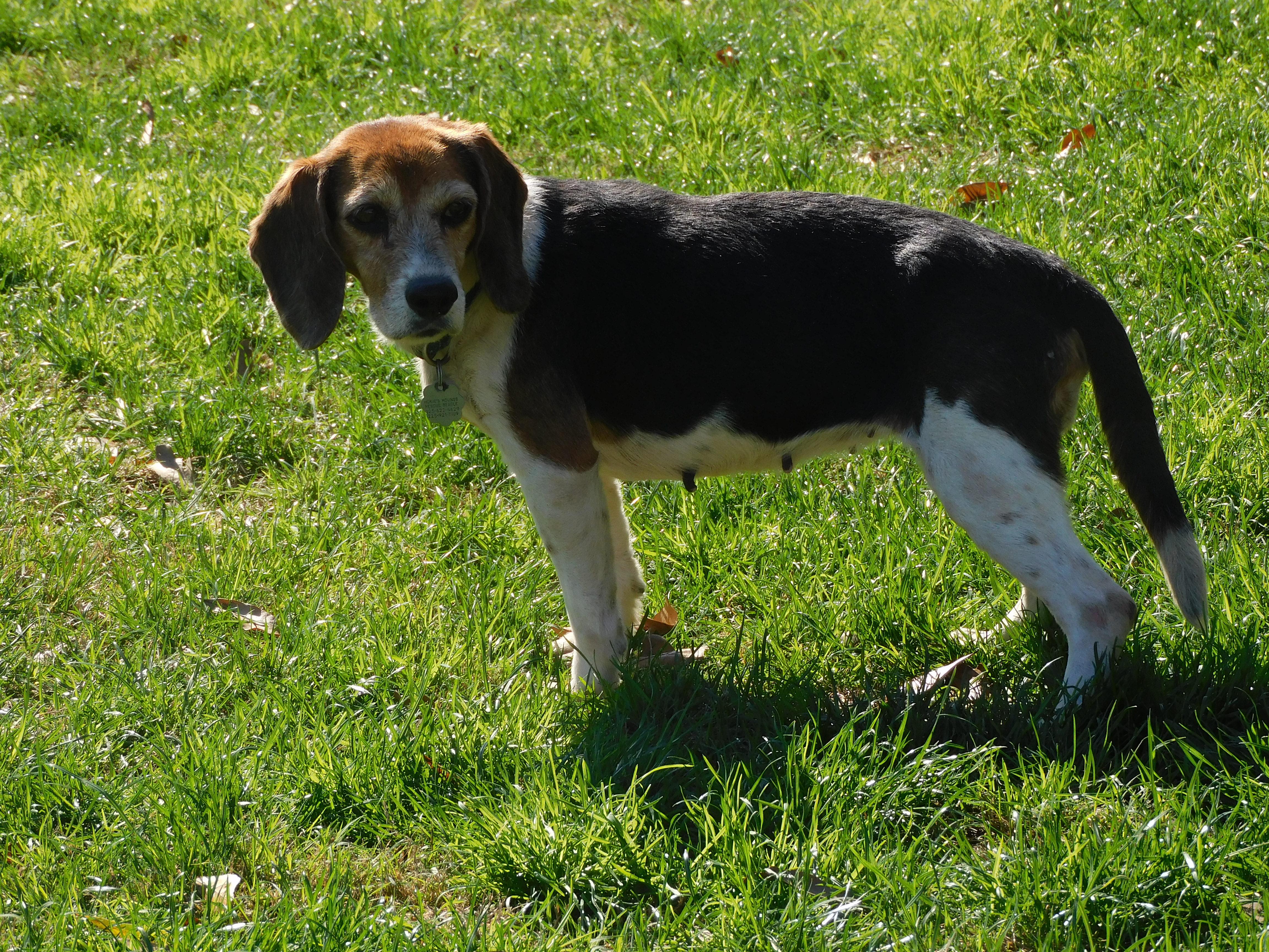Enlarge Pepper, a Adoptable Beagle in Prairieville, LA image 6/6