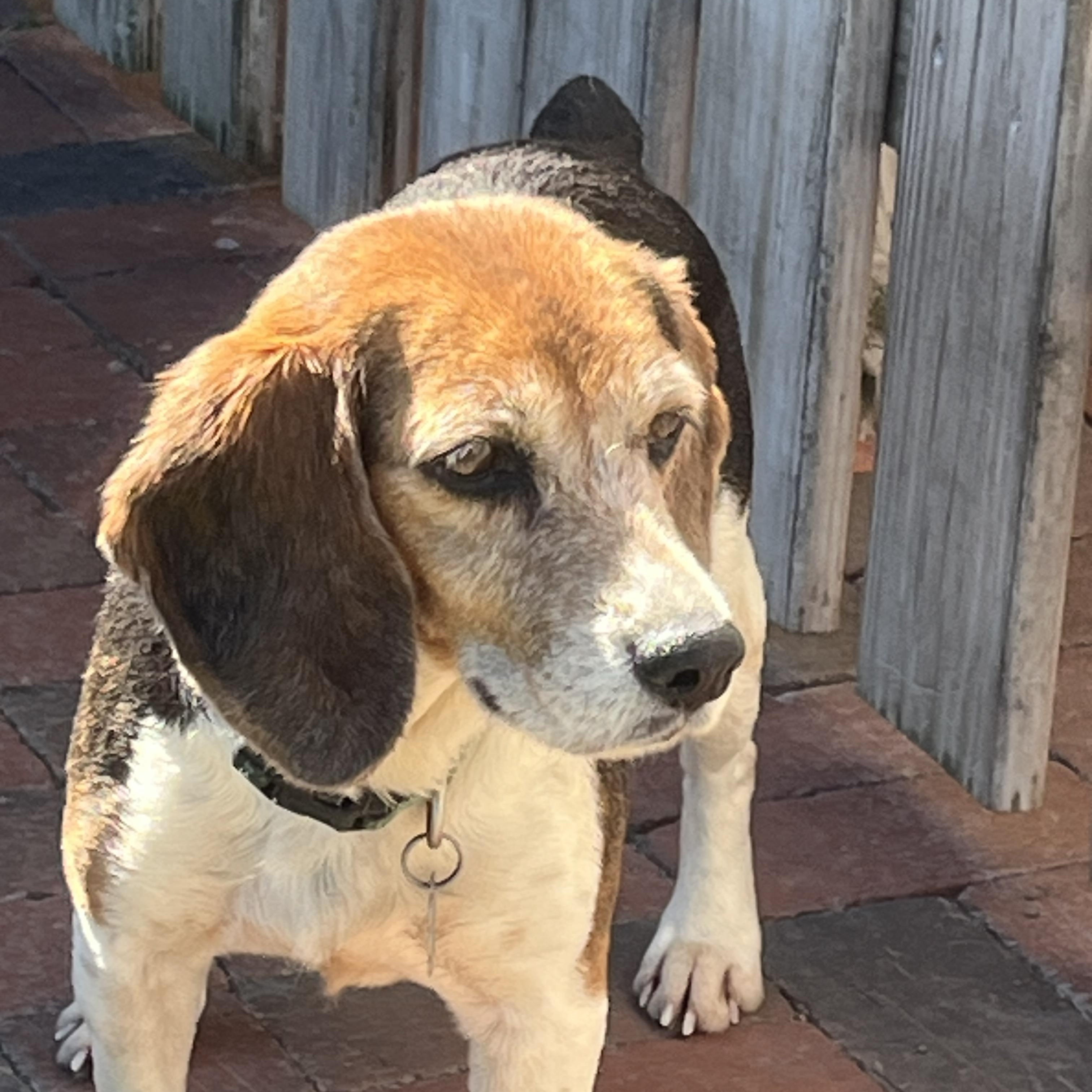 Pepper, Adoptable, Adult Female Beagle.