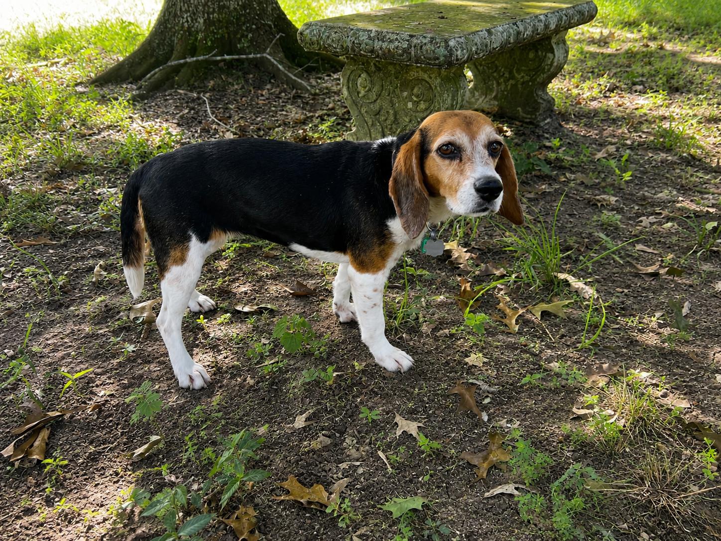 Pepper, Adoptable, Adult Female Beagle.
