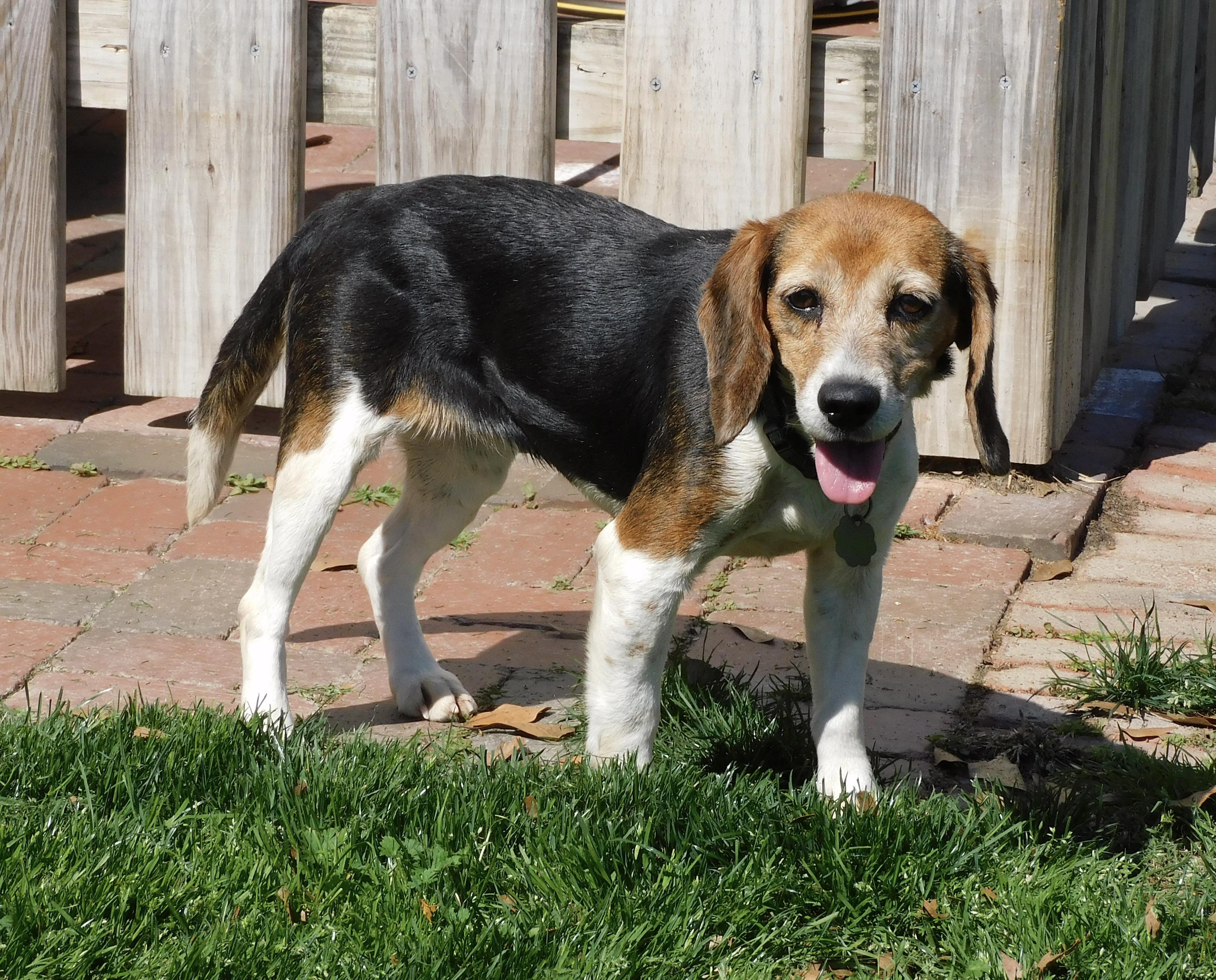 Enlarge Pepper, a Adoptable Beagle in Prairieville, LA image 2/6