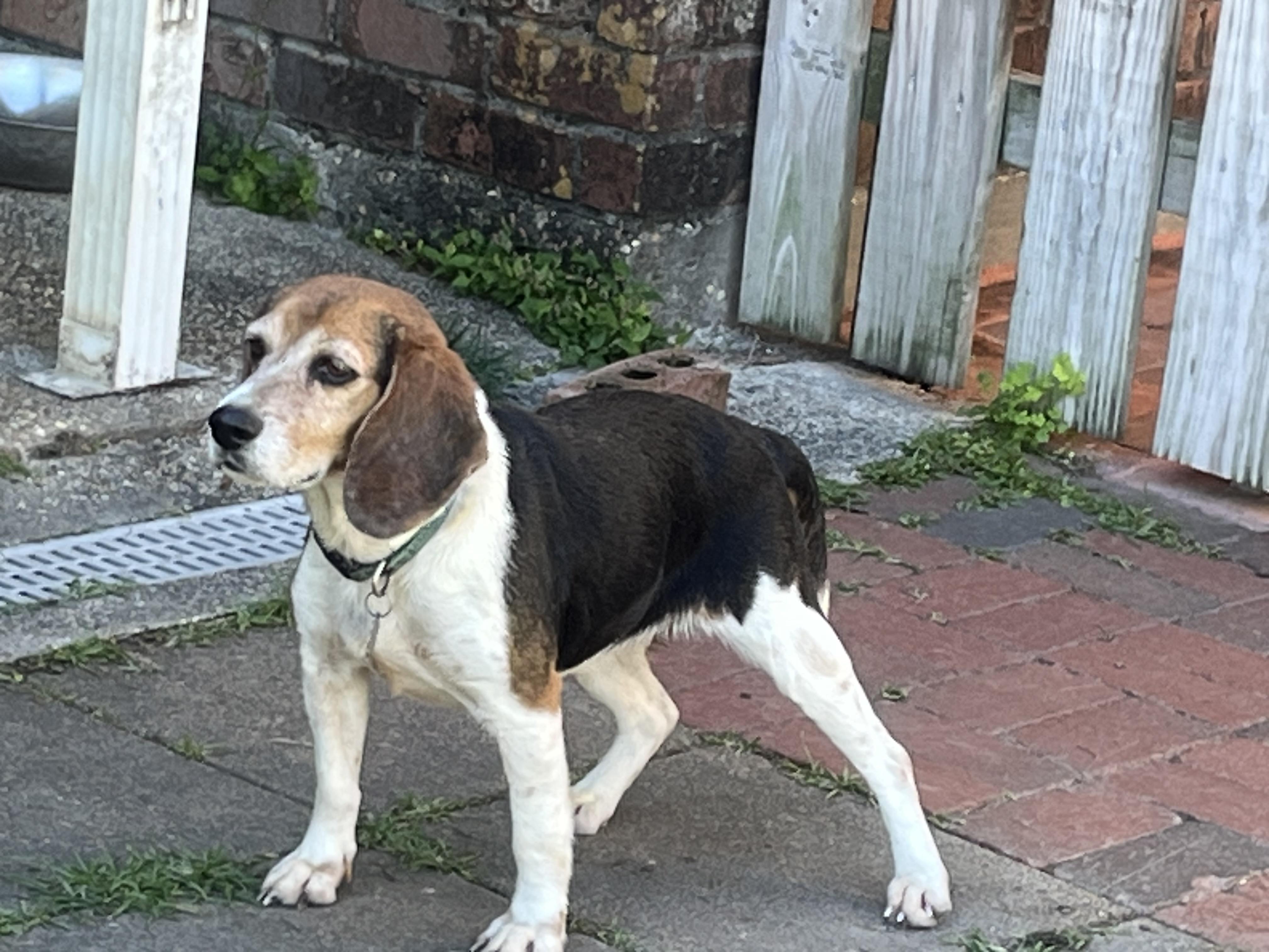 Enlarge Pepper, a Adoptable Beagle in Prairieville, LA image 6/6