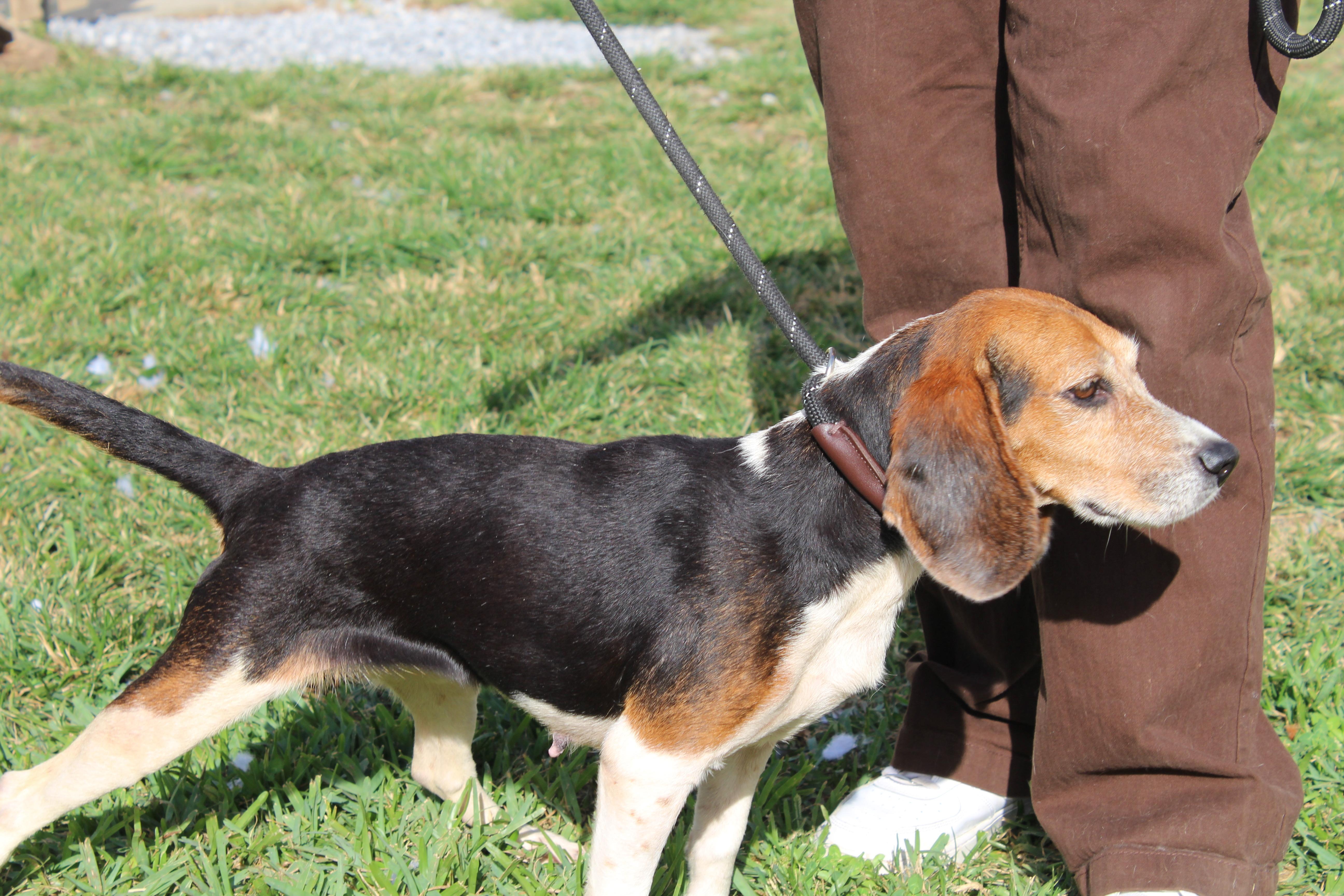 Pepper, a Adoptable Beagle in Prairieville, LA image 4/6