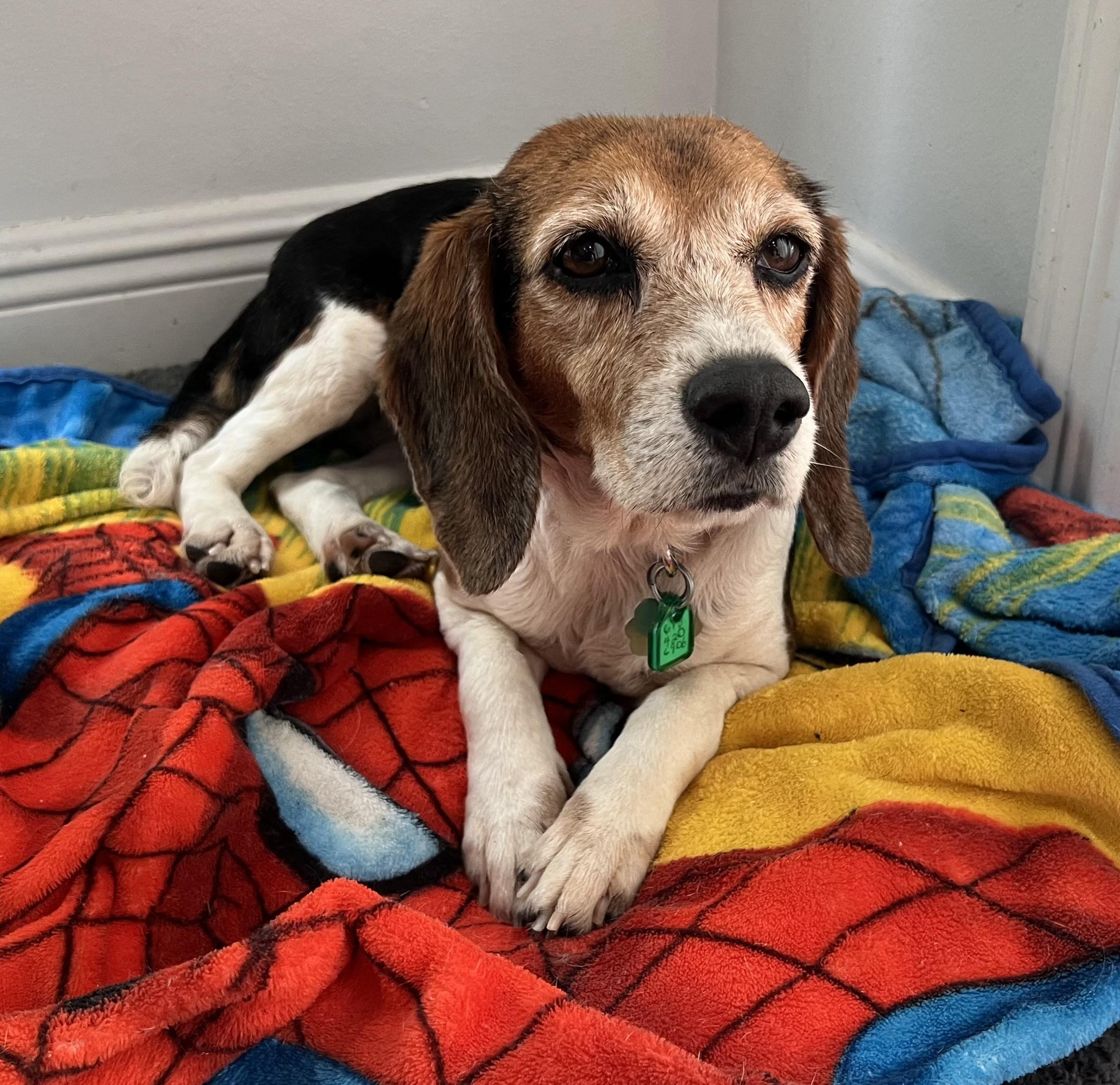 Enlarge Pepper, a Adoptable Beagle in Prairieville, LA image 1/6