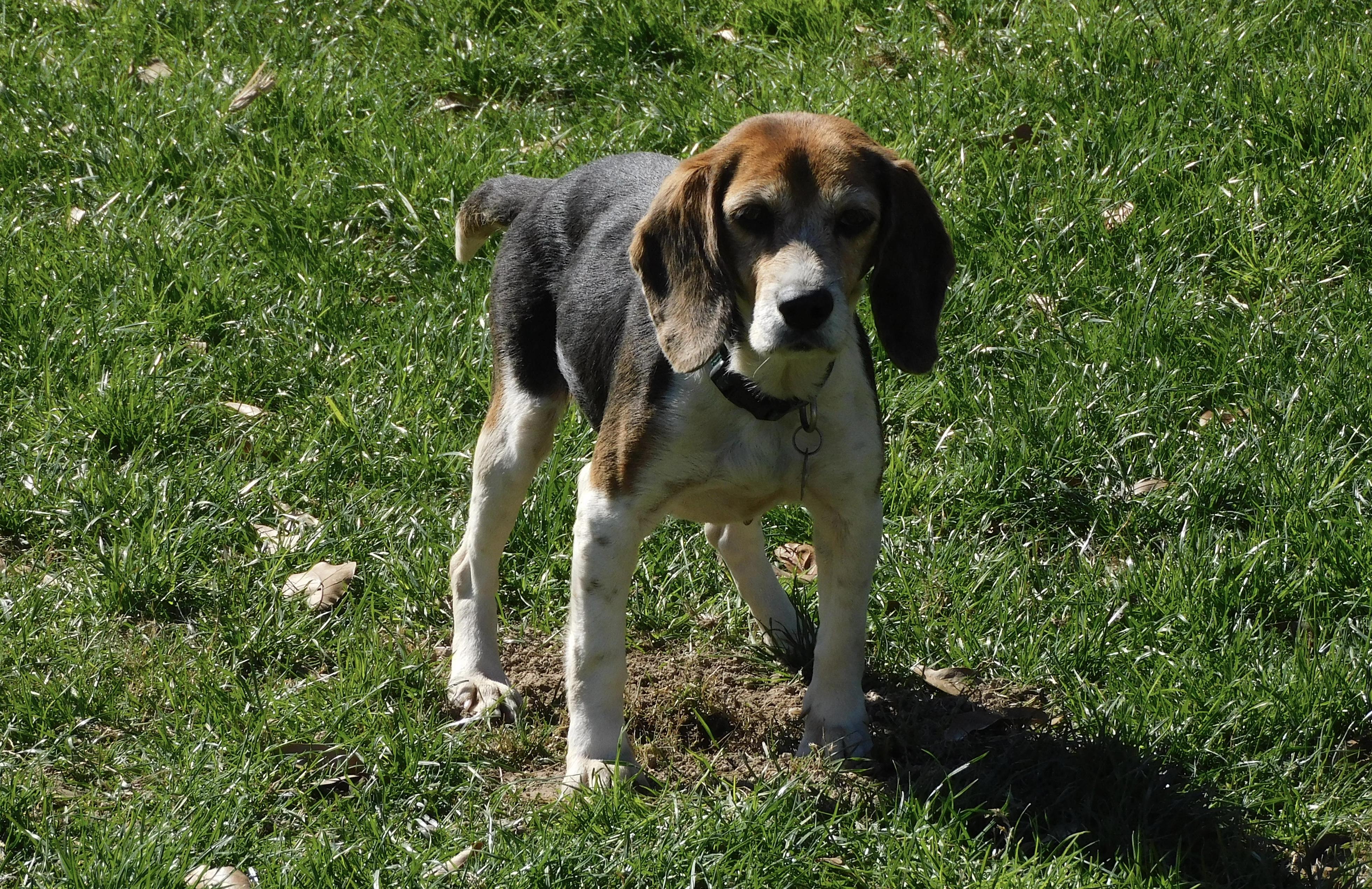 Enlarge Pepper, a Adoptable Beagle in Prairieville, LA image 6/6