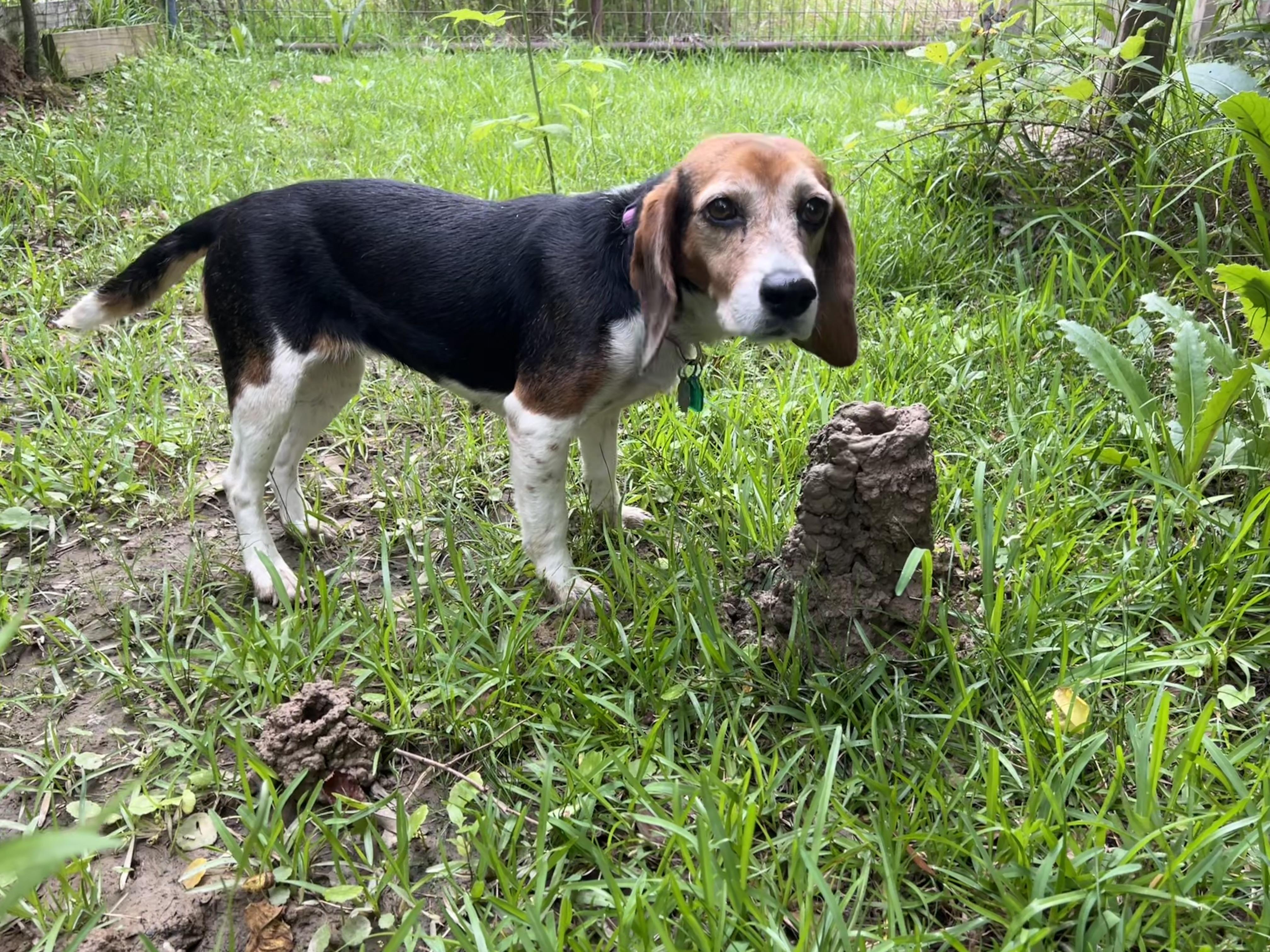 Pepper, a Adoptable Beagle in Prairieville, LA image 6/6