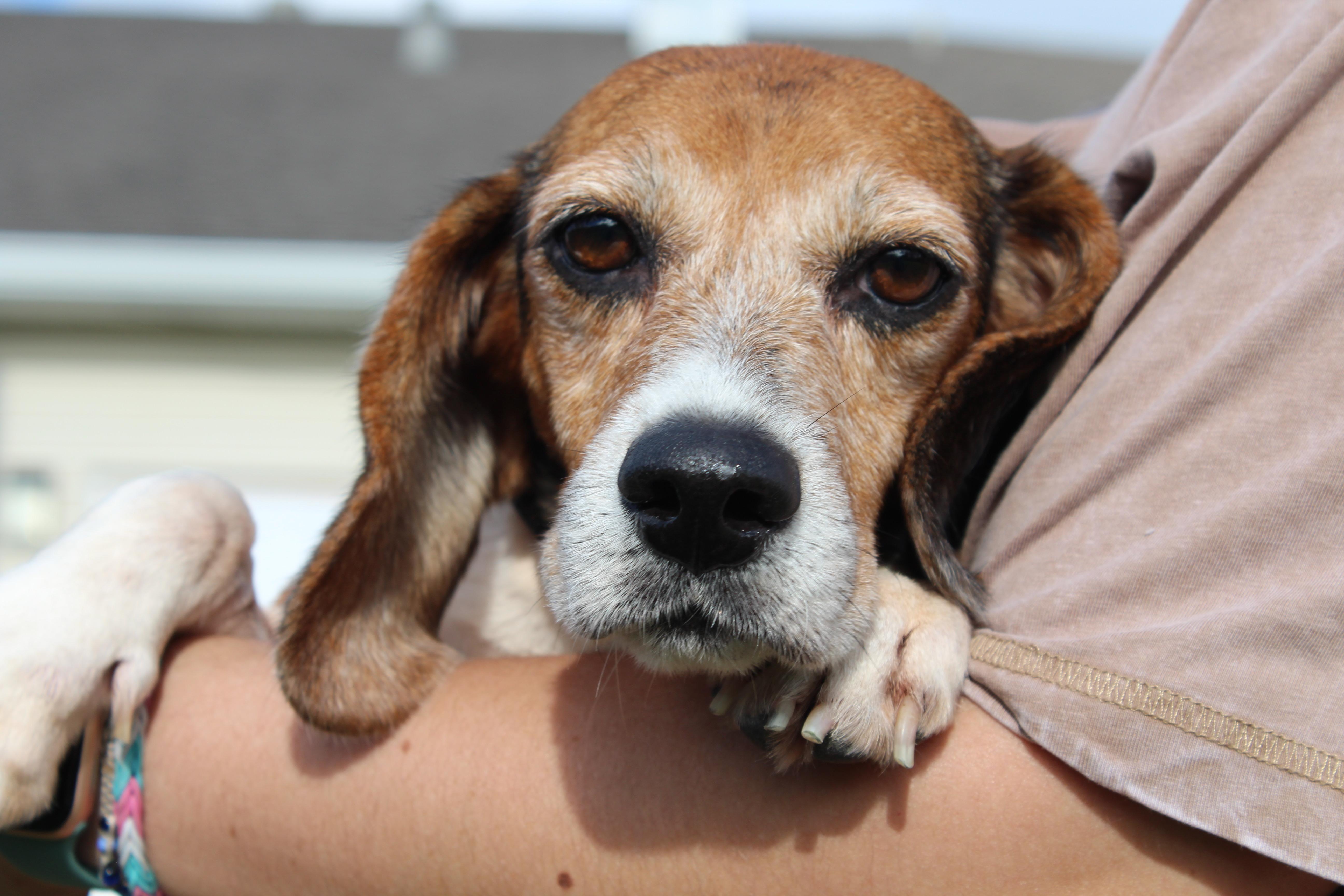 Pepper, a Adoptable Beagle in Prairieville, LA image 5/6