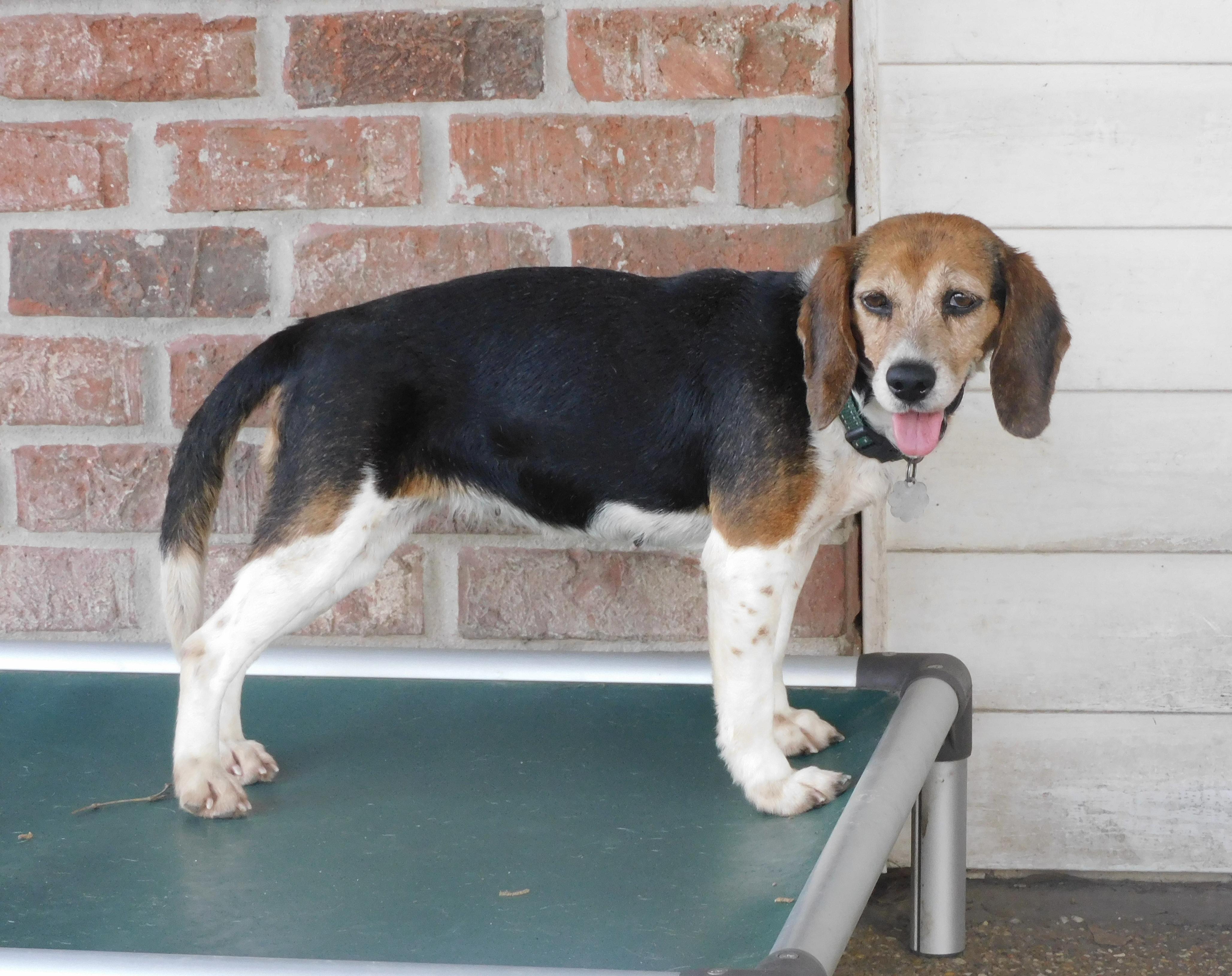 Enlarge Pepper, a Adoptable Beagle in Prairieville, LA image 1/6
