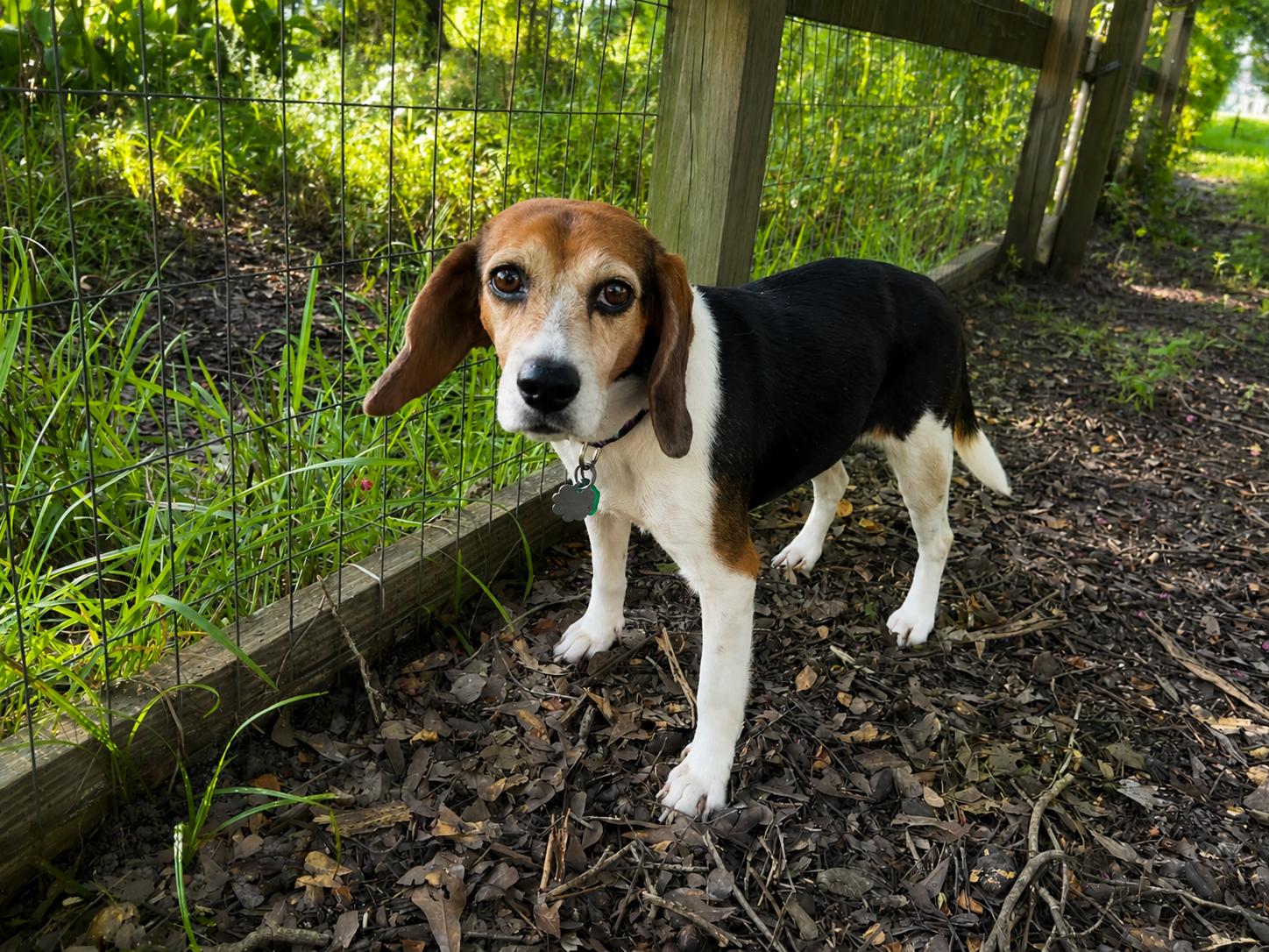 Pepper, a Adoptable Beagle in Prairieville, LA image 6/6