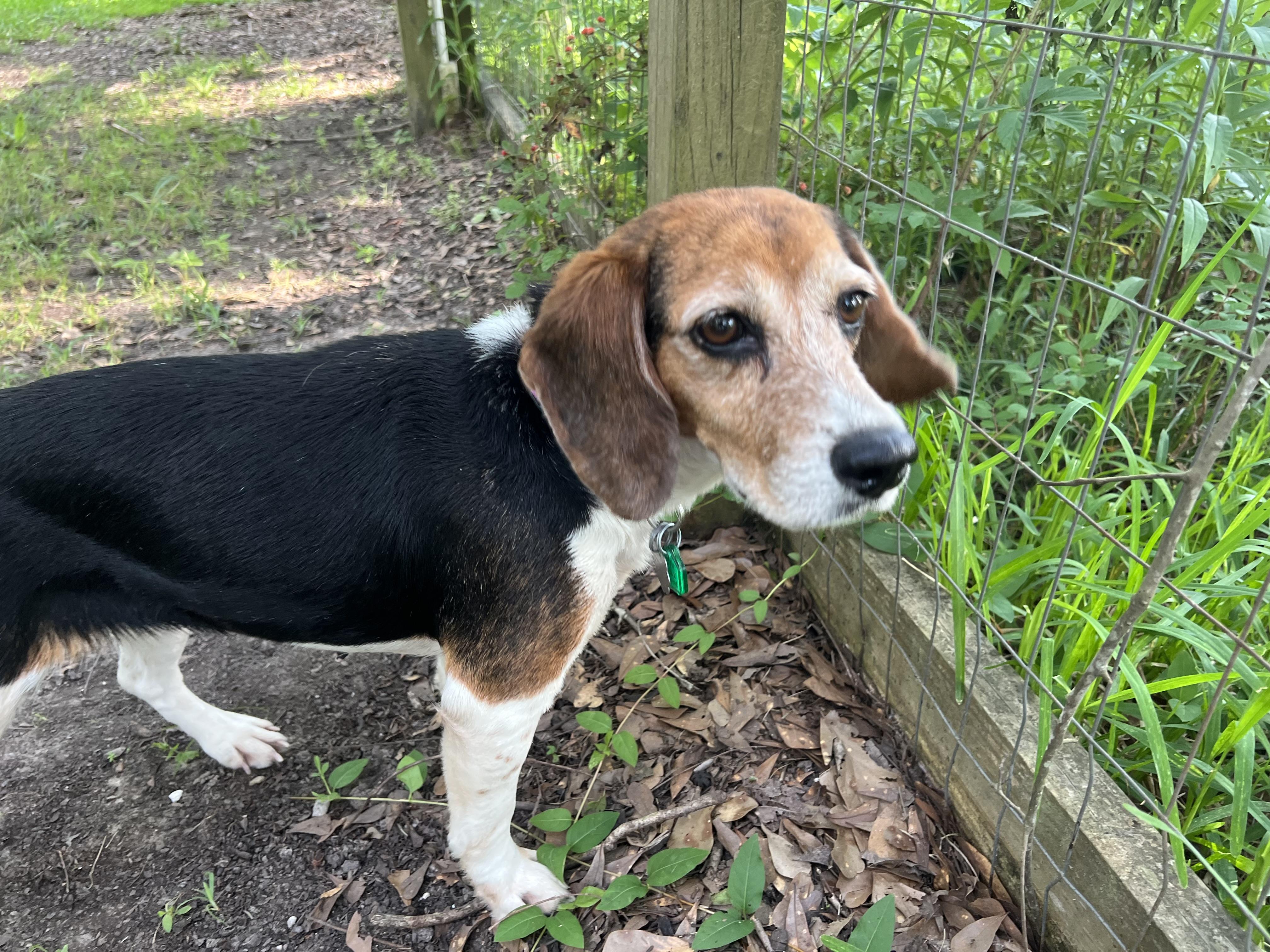 Pepper, a Adoptable Beagle in Prairieville, LA image 1/6