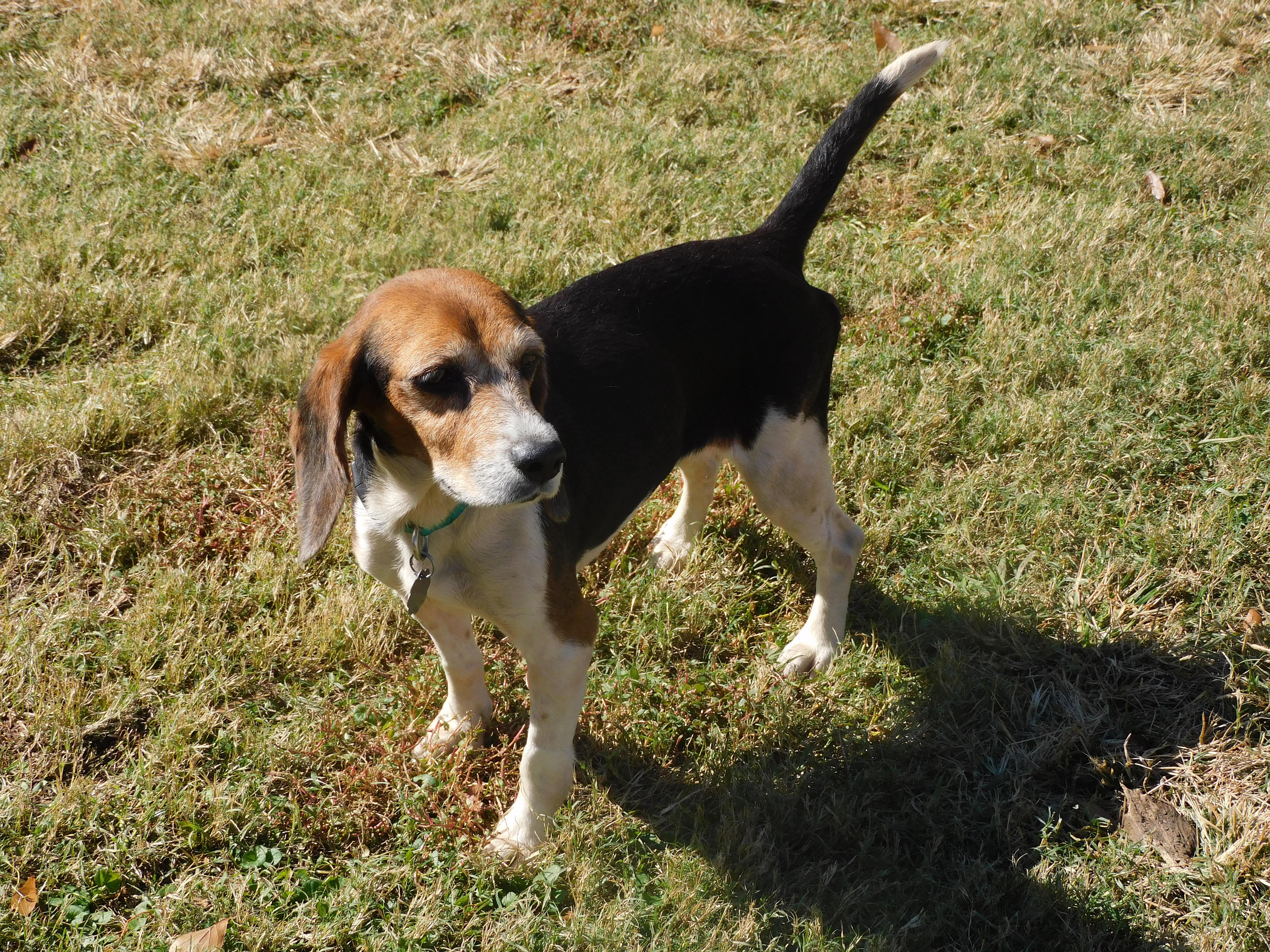 Pepper, a Adoptable Beagle in Prairieville, LA image 1/6