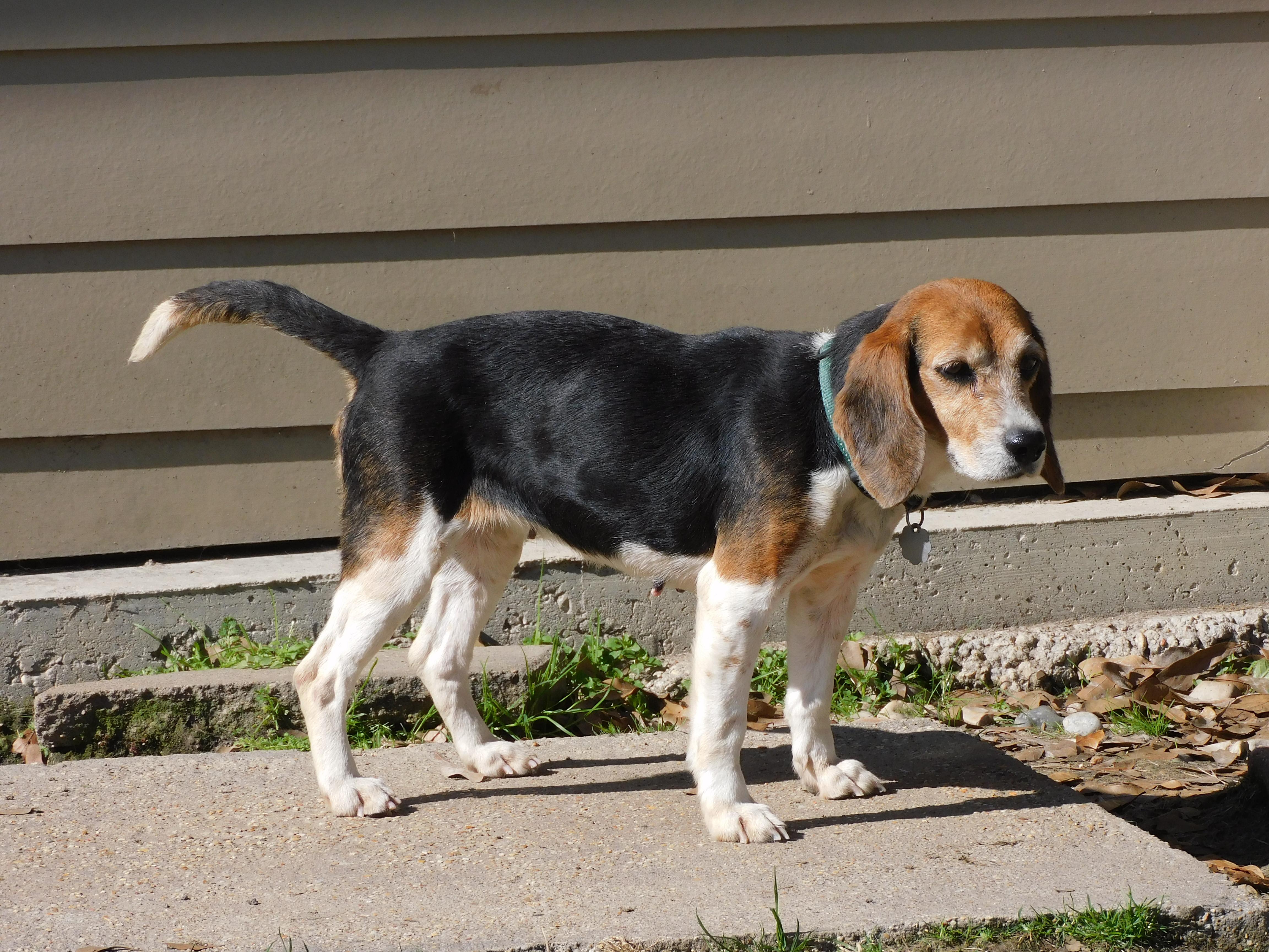 Enlarge Pepper, a Adoptable Beagle in Prairieville, LA image 1/6