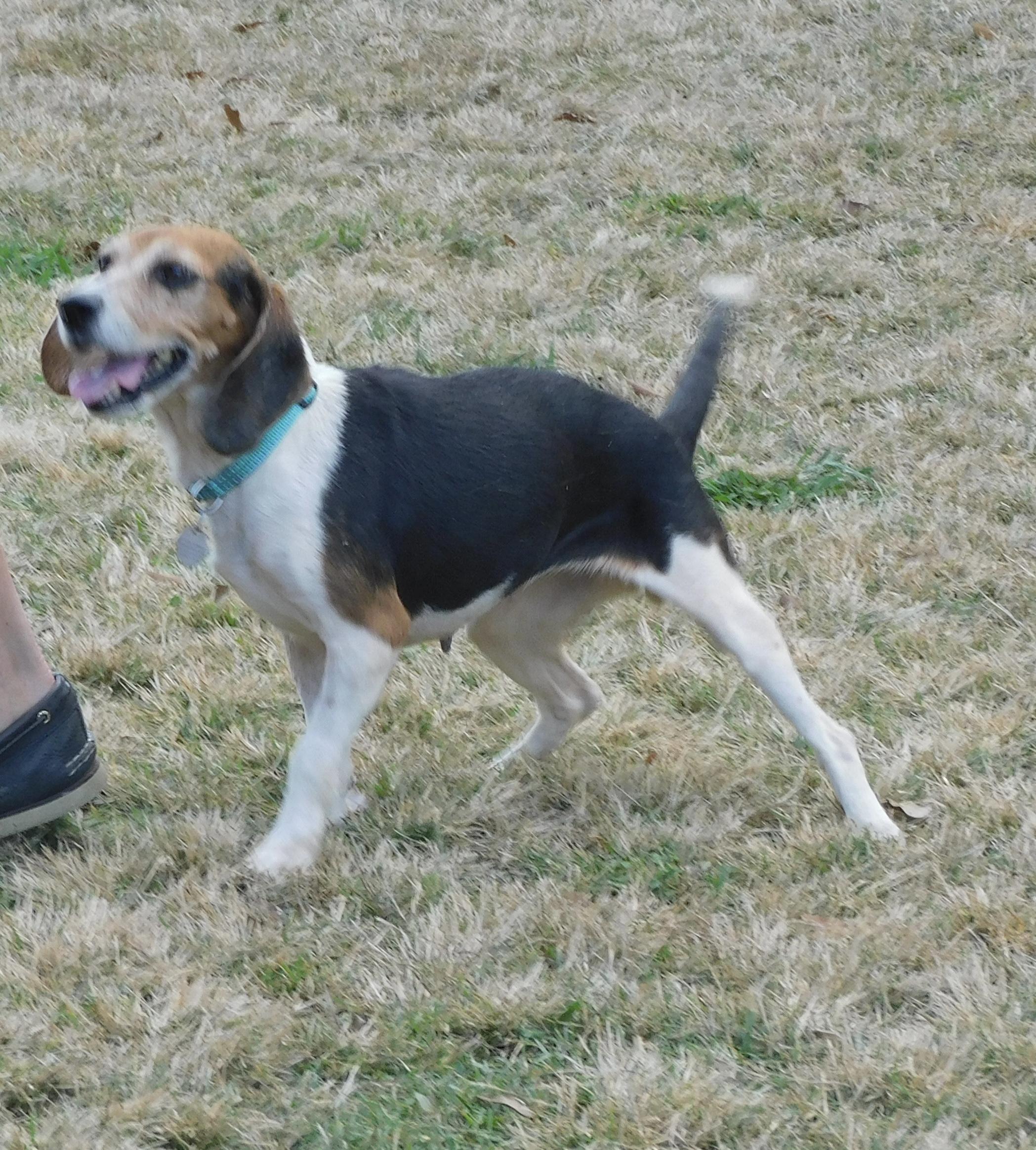 Pepper, a Adoptable Beagle in Prairieville, LA image 2/6
